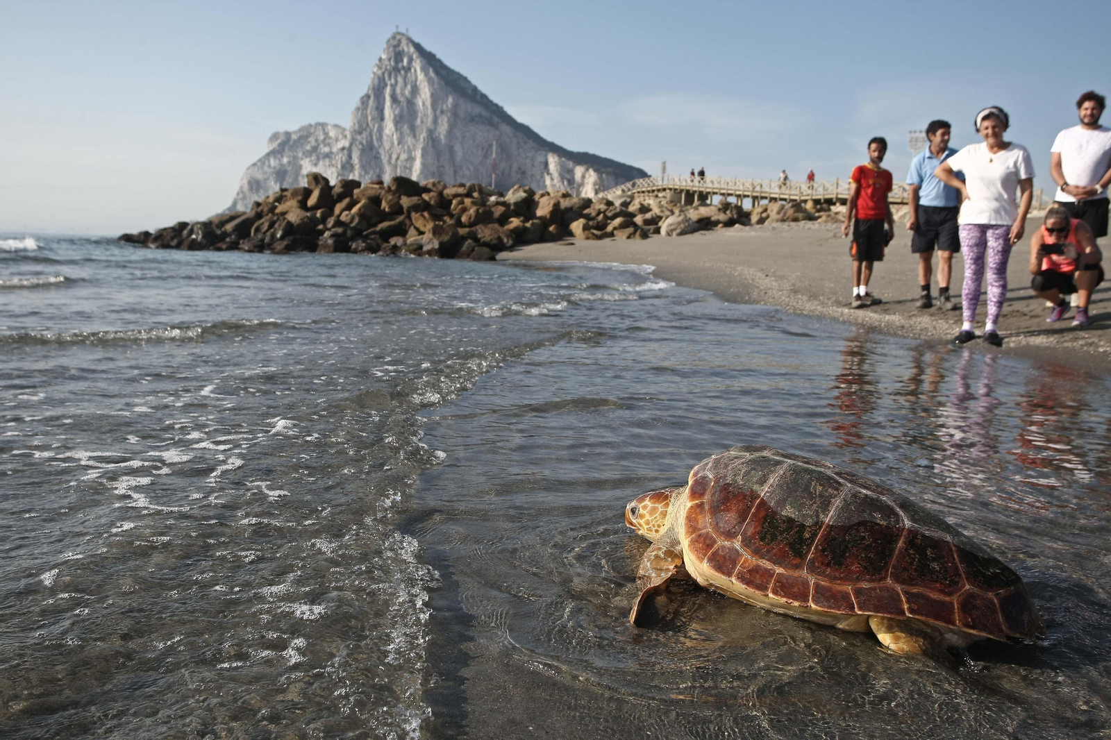 Tortugas bobas liberadas en Santa Barbara.