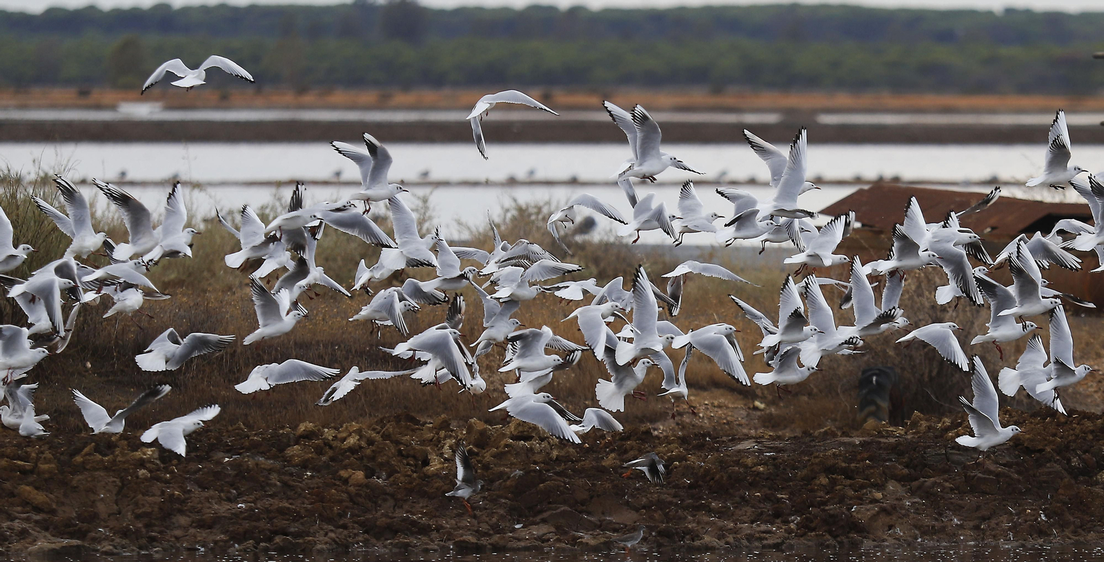 Paraje natural Marismas del Odiel, paraíso de Huelva entre salinas