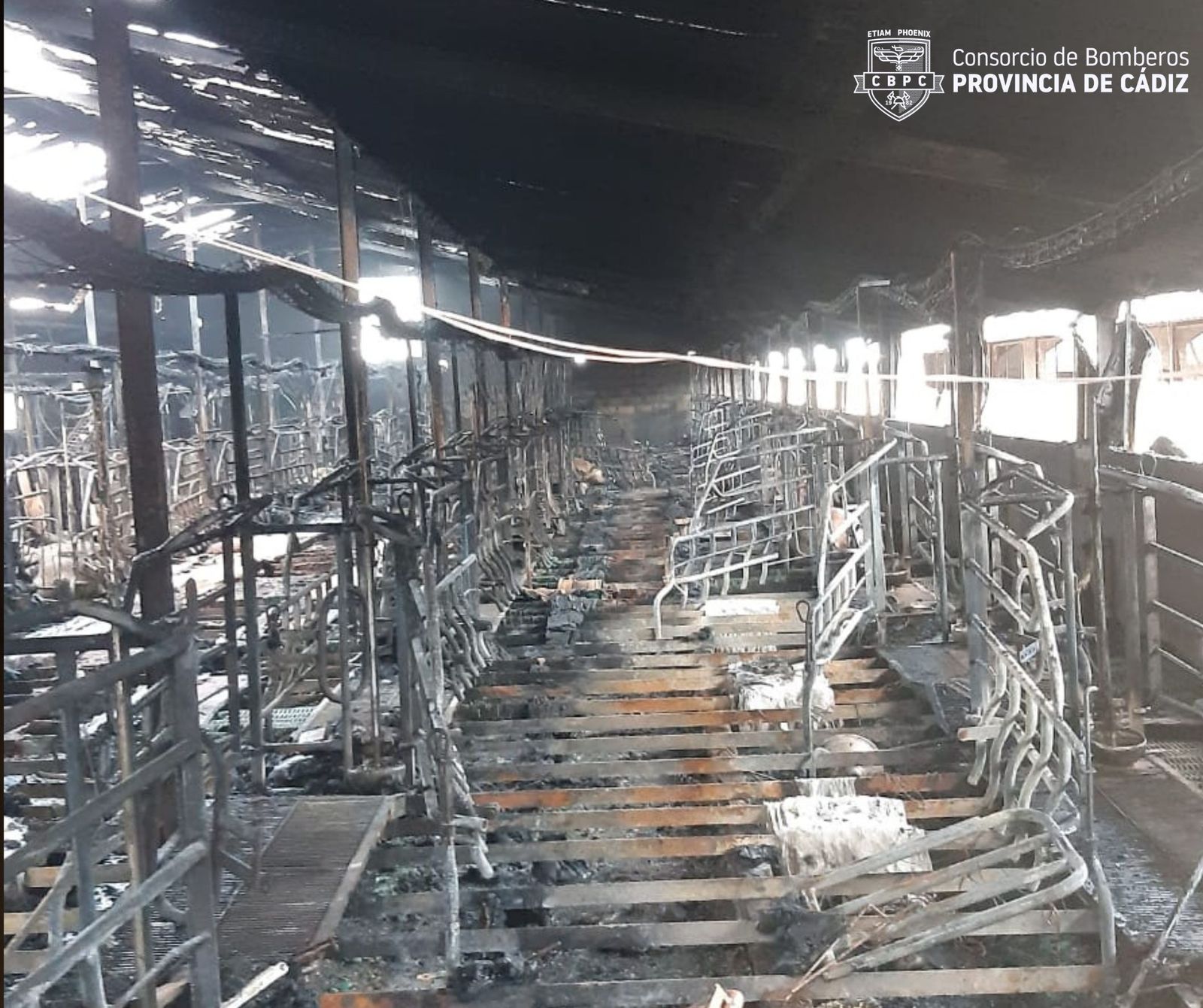 Estado de la granja de cerdos de Chiclana