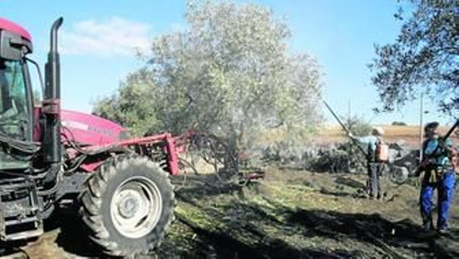 Dos jornaleros trabajan en la recogida de la aceituna en la campaña del año pasado.