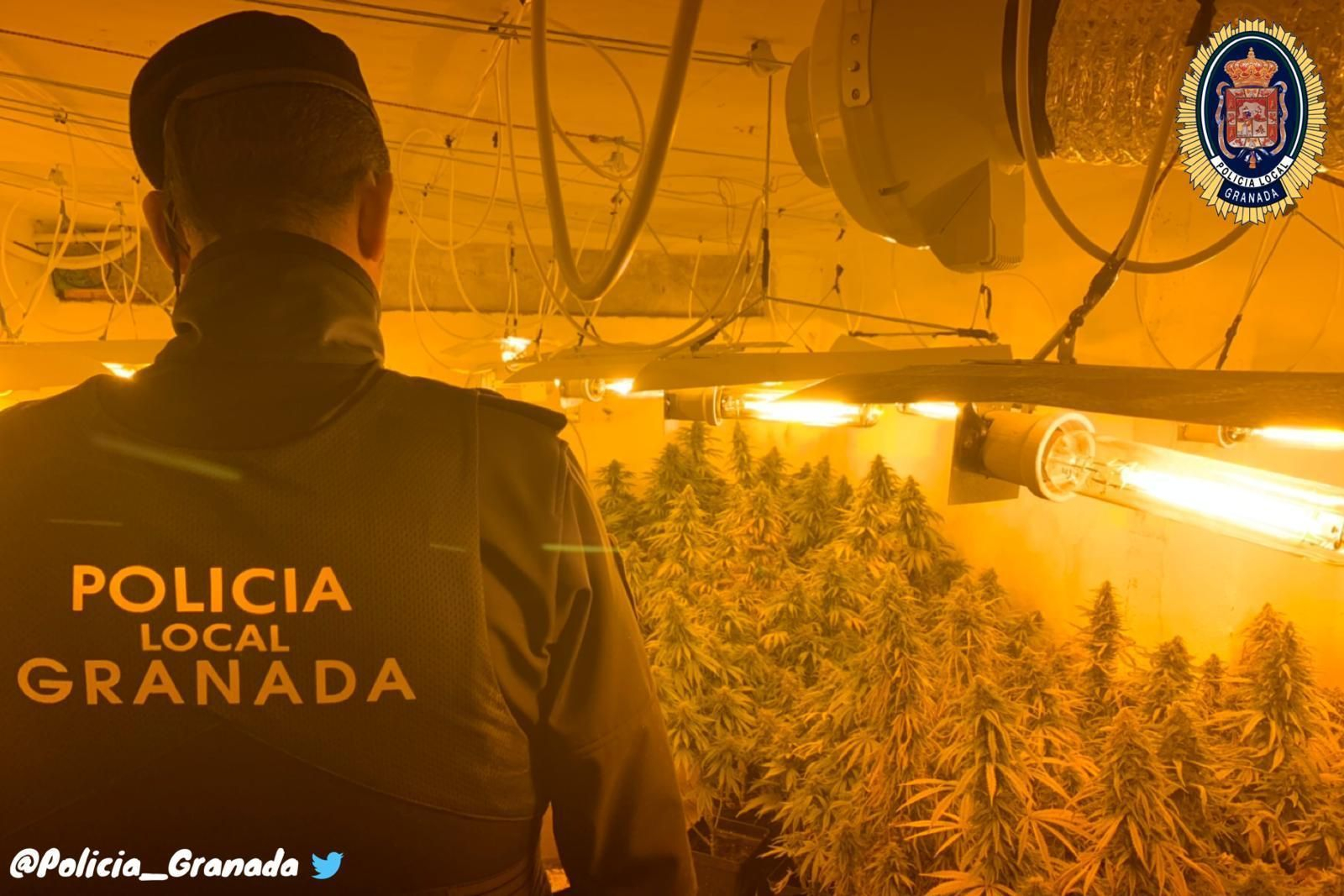 El zulo con el cultivo de marihuana encontrado en la zona Norte