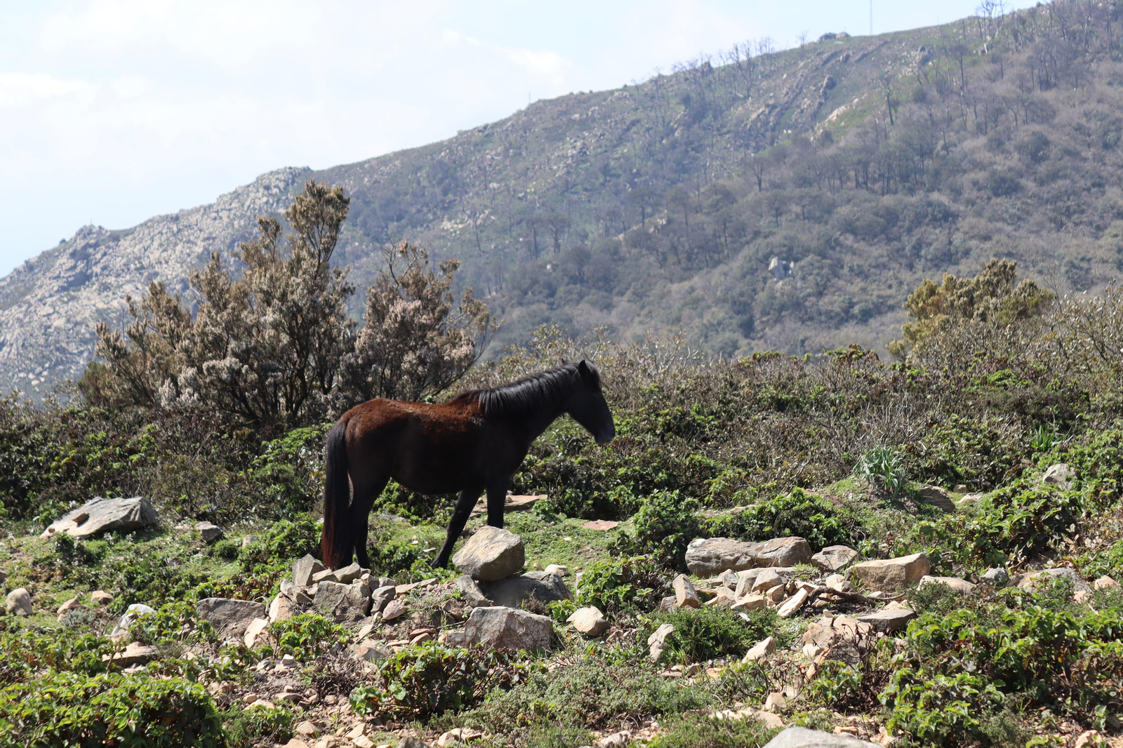 Fotos de la flora y fauna del Parque Natural de Los Alcornocales