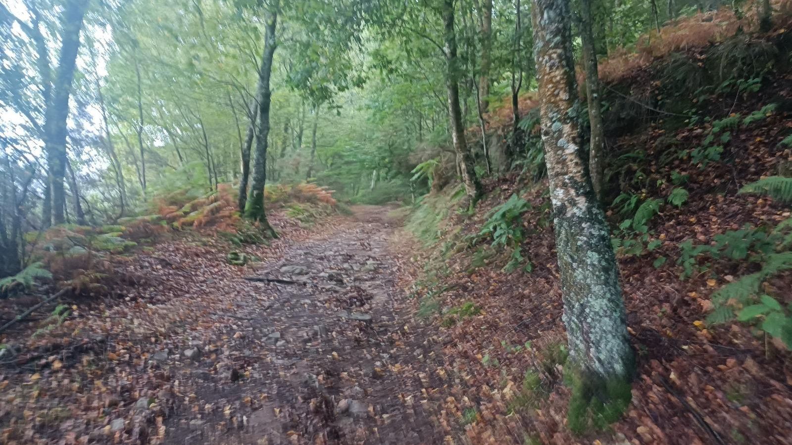 El trazado sigue sorprendiendo con densos bosques. A la salida de Padraira, pasaremos por uno.
