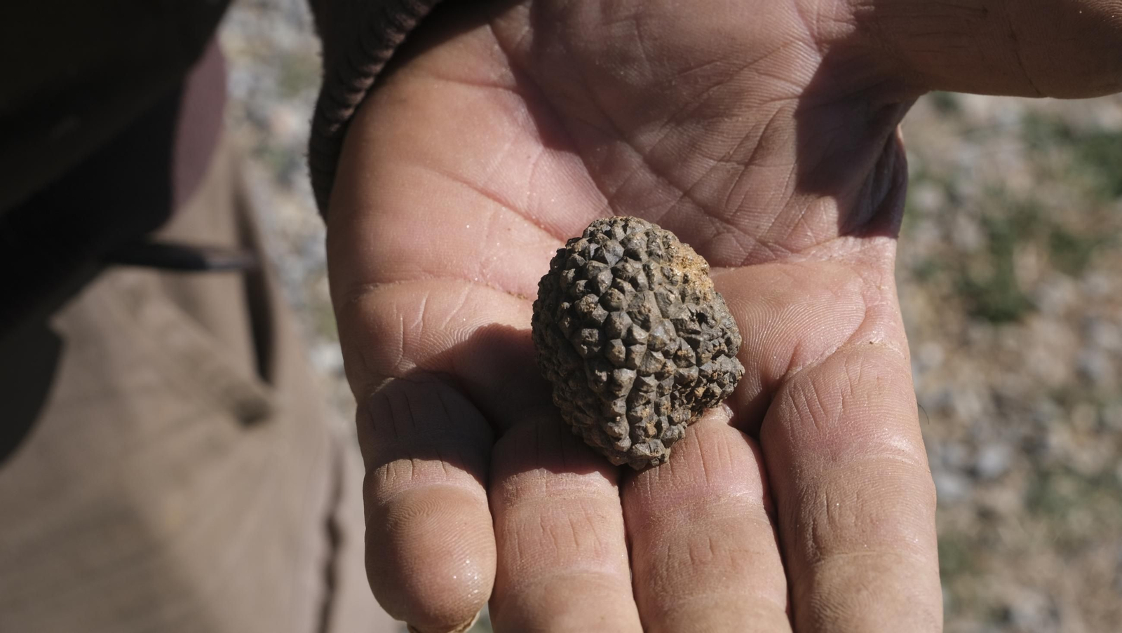 La trufa negra, el tesoro oculto de Laujar, en imágenes