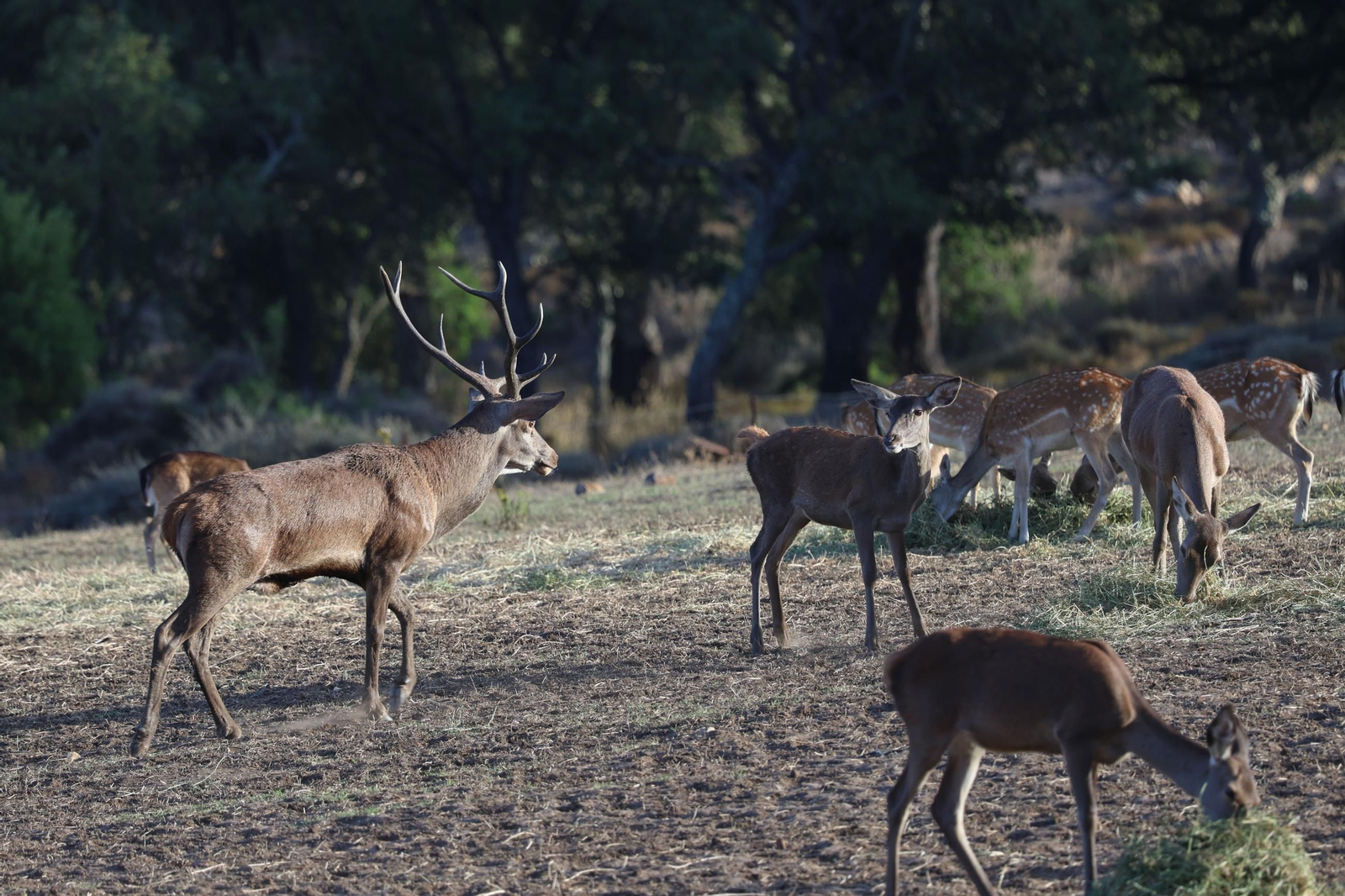 Fotos de la berrea en el Parque natural de Los Alcornocales