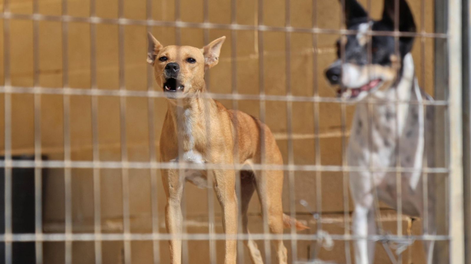Los perros que buscan familia en la protectora de Animales de Málaga