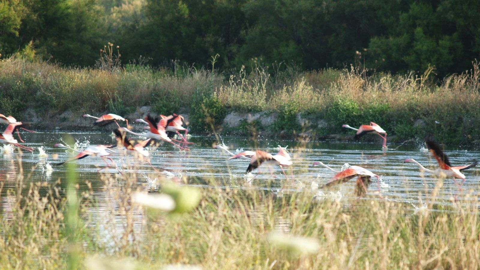 Flamencos en la Laguna de Gobierno, en Lantejuela.