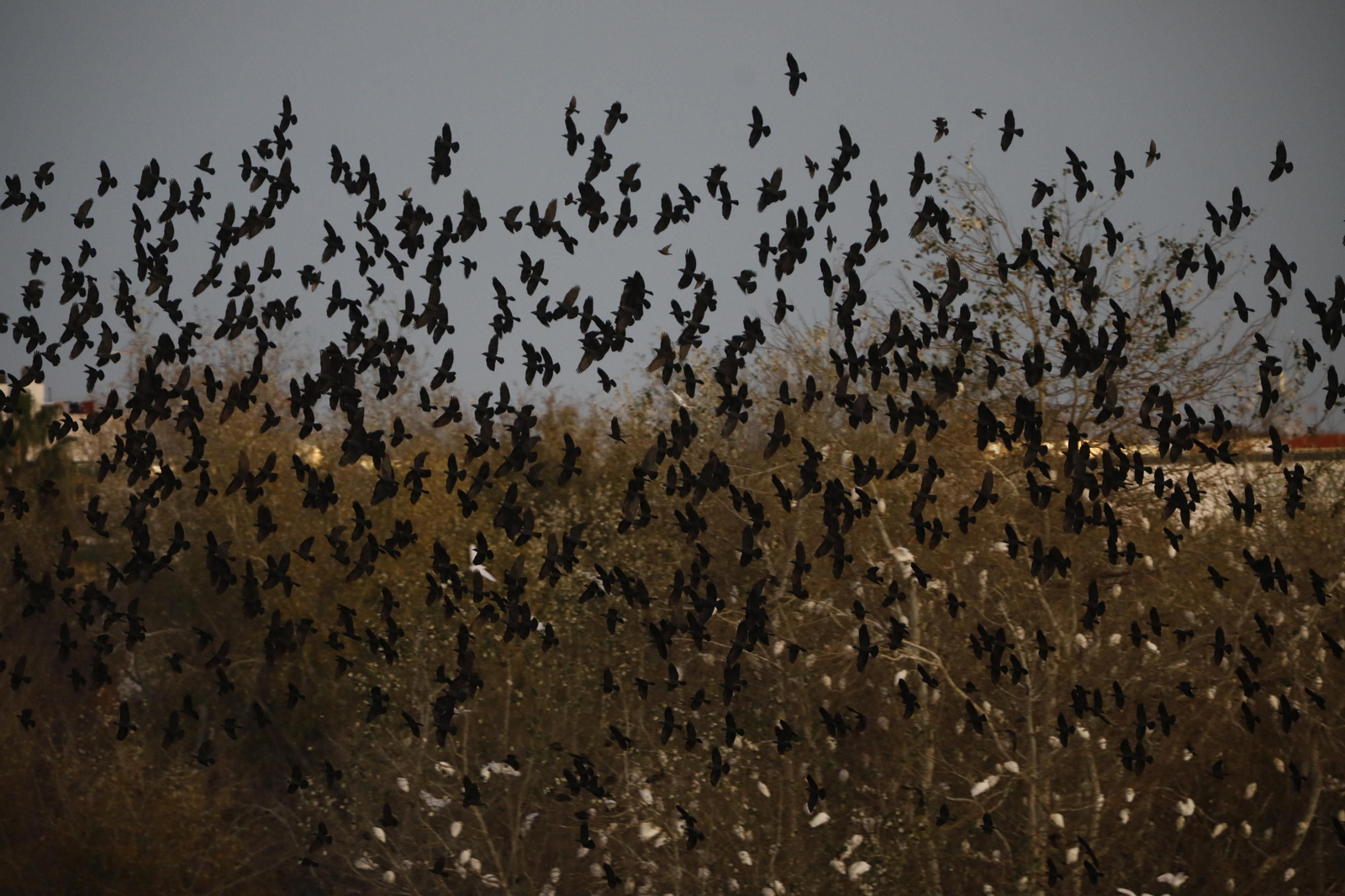 Las aves que habitan en Los Sotos de la Albolafia de Córdoba, en fotografías