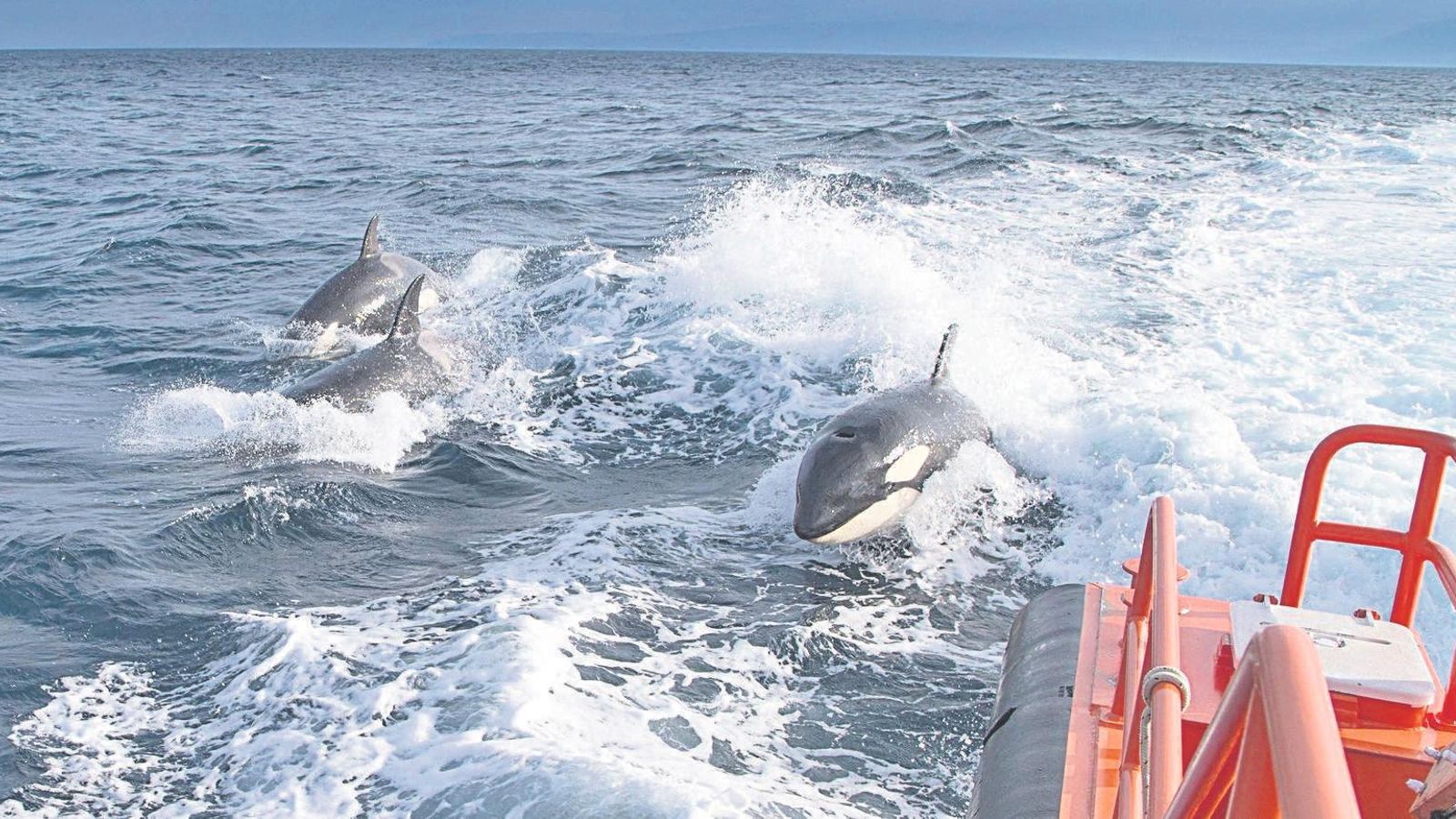 Varios ejemplares de orcas siguen a una embarcación de Salvamento Marítimo.