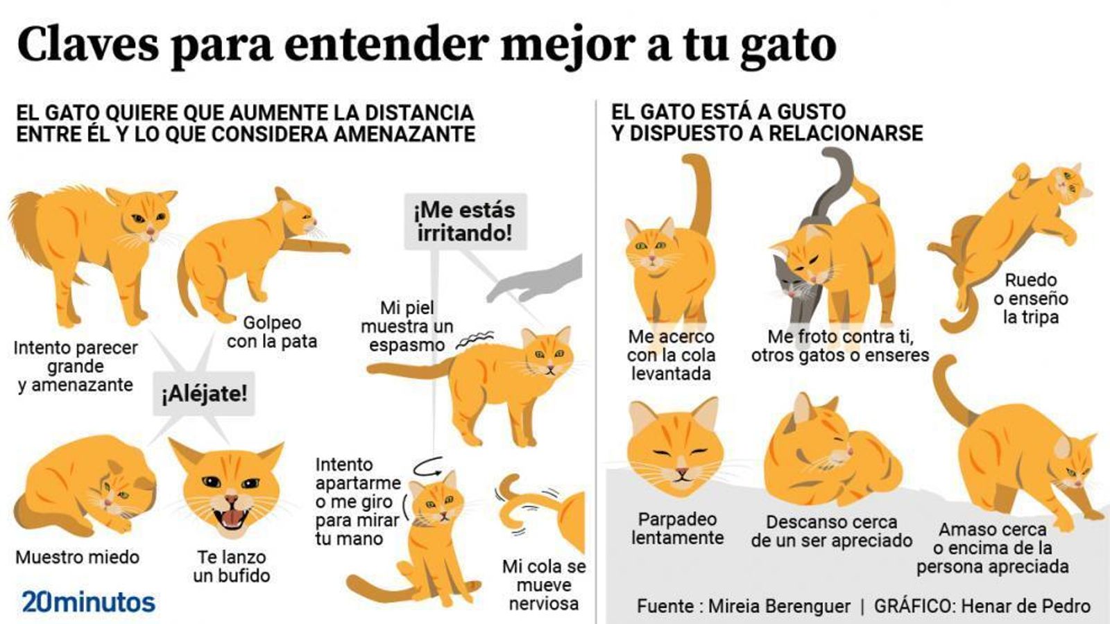 entender a tu gato