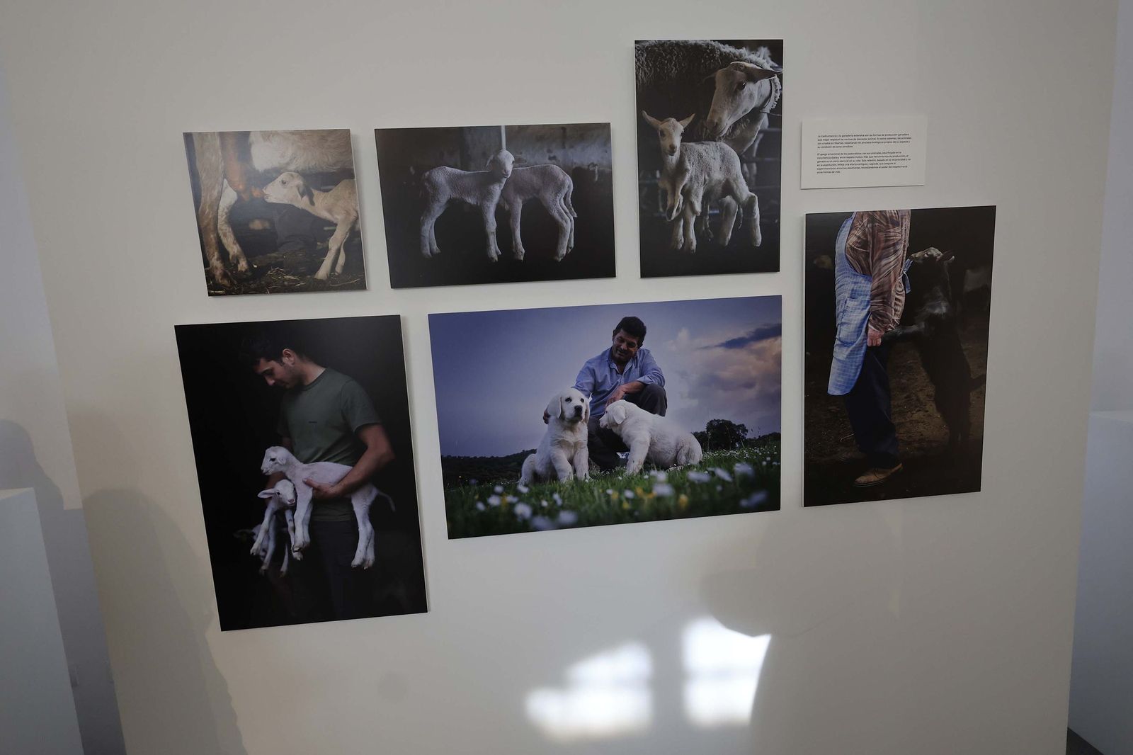 Fotos de la exposición 'Yerba, el corazón verde de la transhumancia' de Katy Muñoz