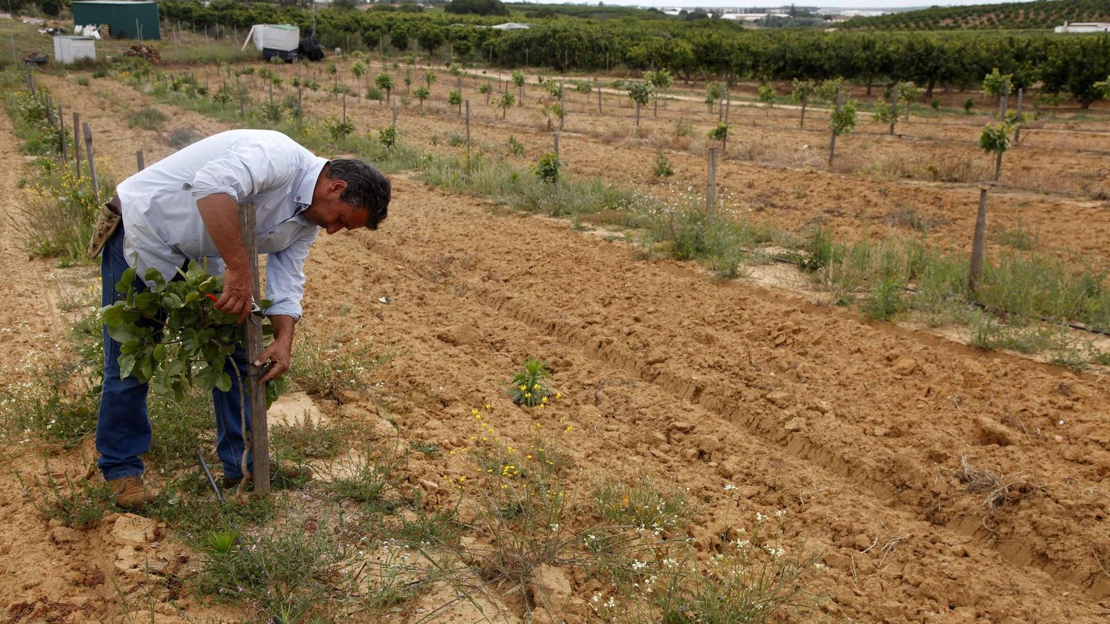 En los primeros años del pistachero hay que tener cuidado con la poda