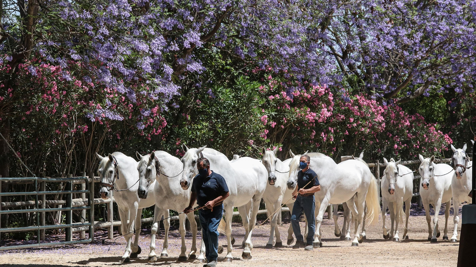 Imagen de la Yeguada Hierro del Bocado durante la visita del ministro de agricultura, Luis Planas.