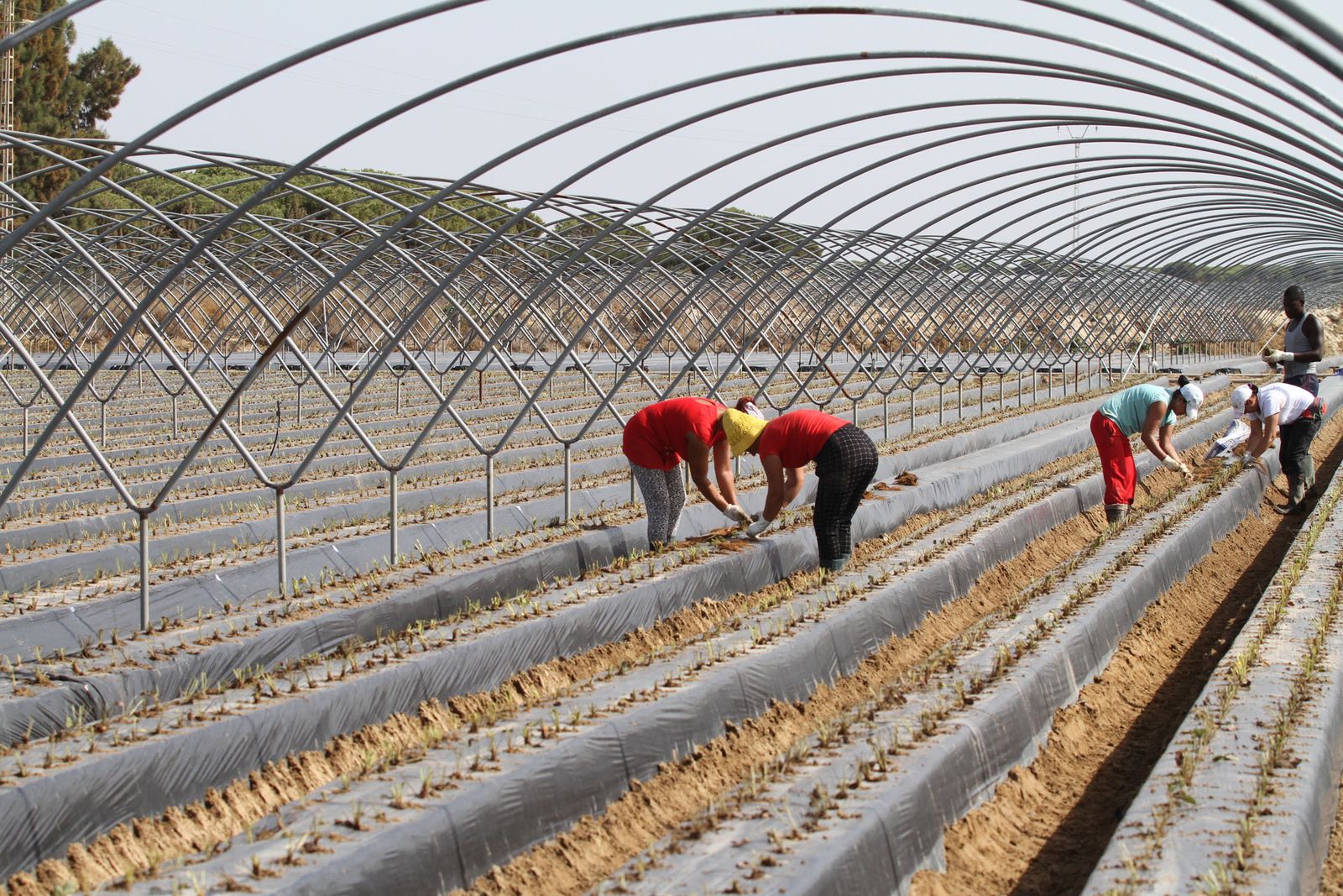 El sector de los frutos rojos será el más afectado por un Brexit sin acuerdo.