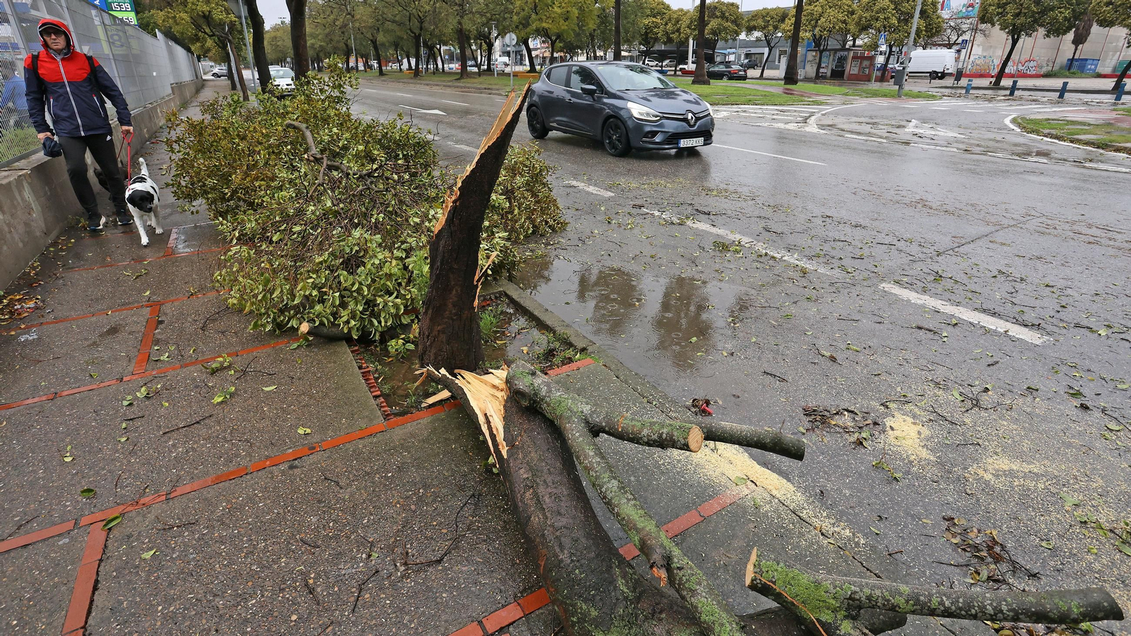 Imágenes del temporal de viento y lluvia en Jerez