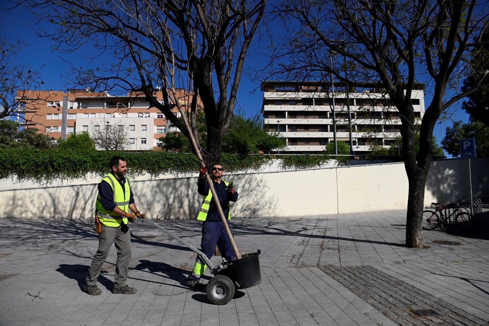 Plantación de árboles en Córdoba.
