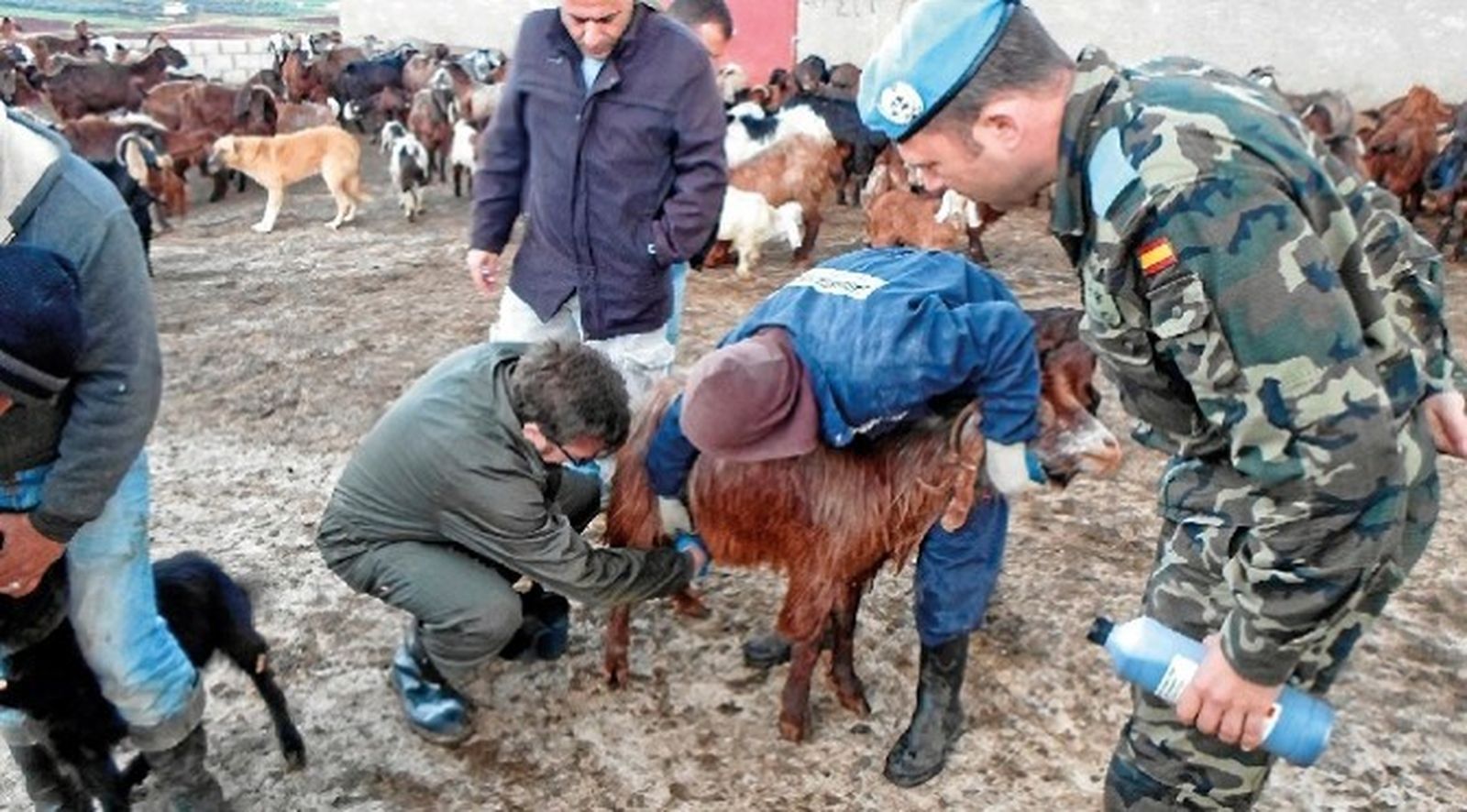Cascos azules atienden a un animal en Líbano.
