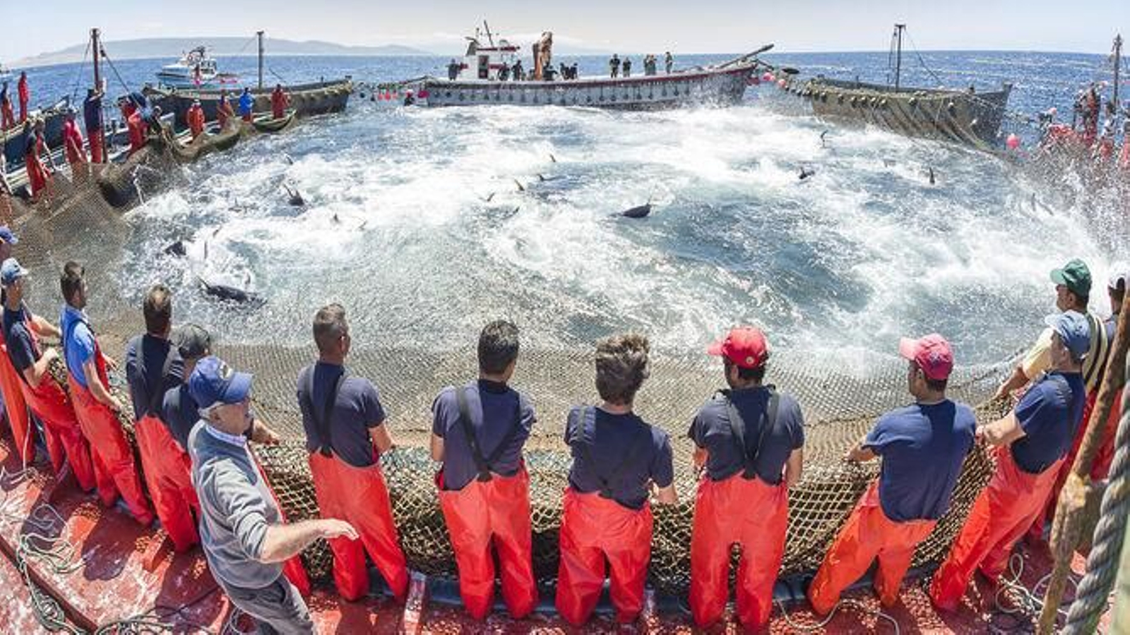 Una almadraba en Barbate.