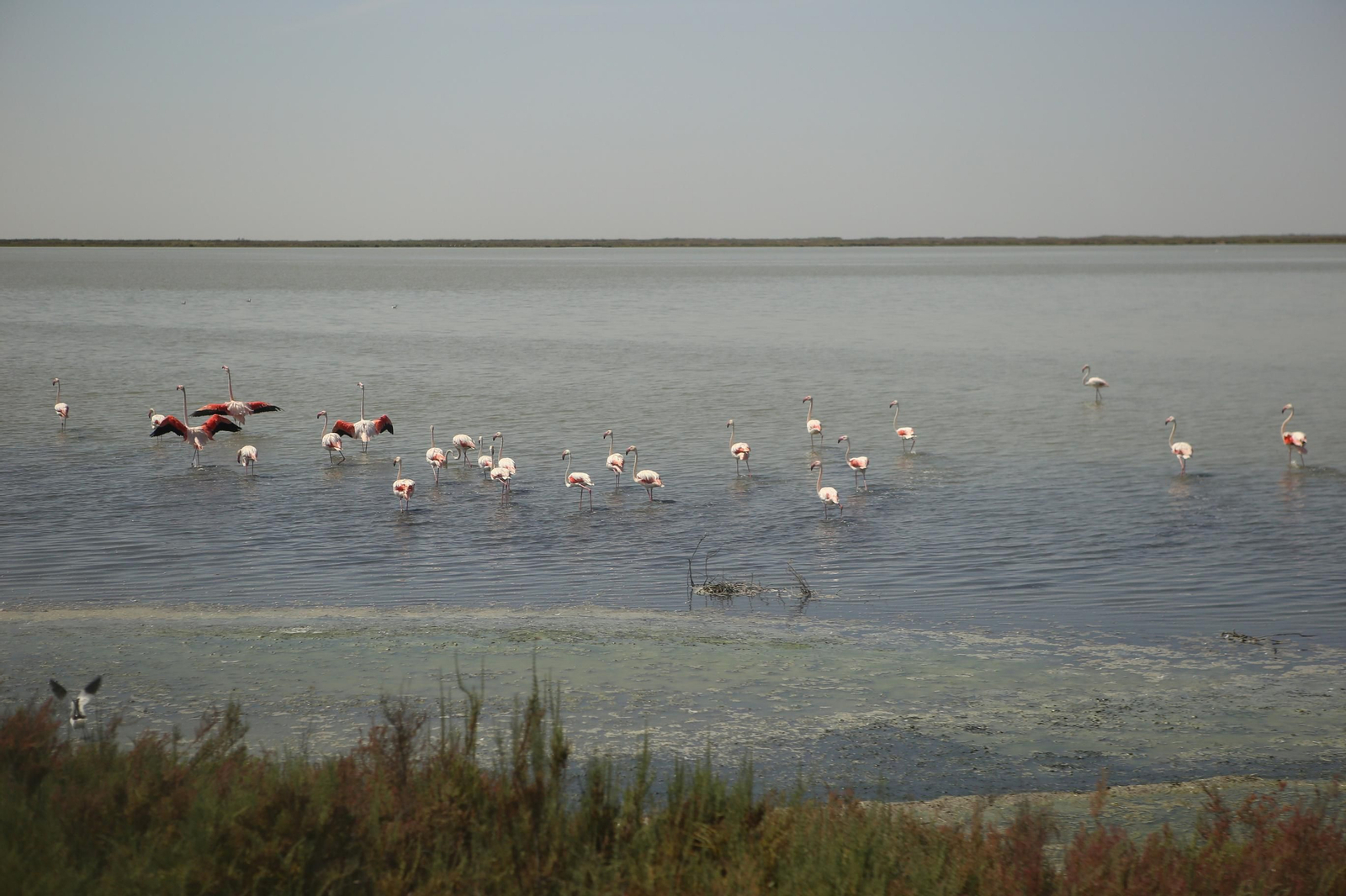 Dentro de la ruta del arroz en Sevilla: finca Veta la Palma