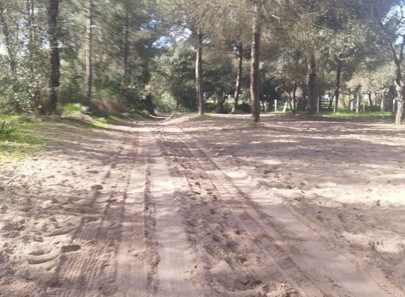 Imagen de Gato tras la actuación del servicio de limpieza de la Hermandad de Huelva.