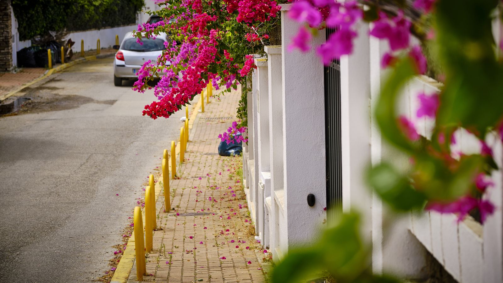 Buganvillas (plantas ornamentales, muy abundantes en los jardines de la zona) con sobrecrecimiento, que ocupan las aceras y producen molestias con los pinchos de sus tallos.