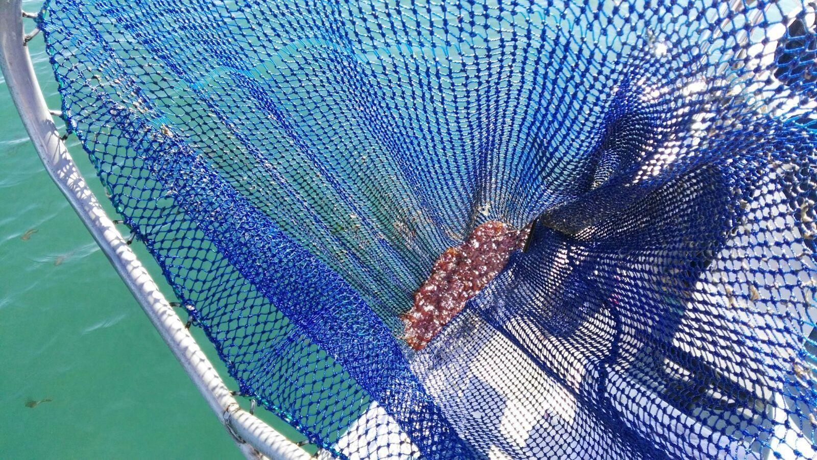 Medusas capturadas este fin de semana.