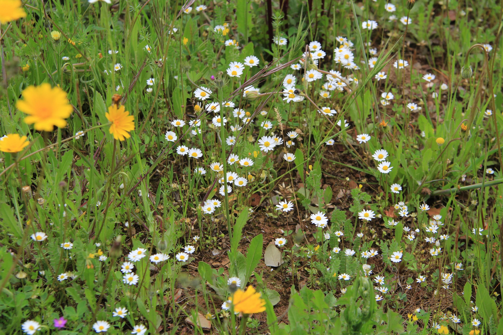 Las fotografías de la primavera en Los Pedroches