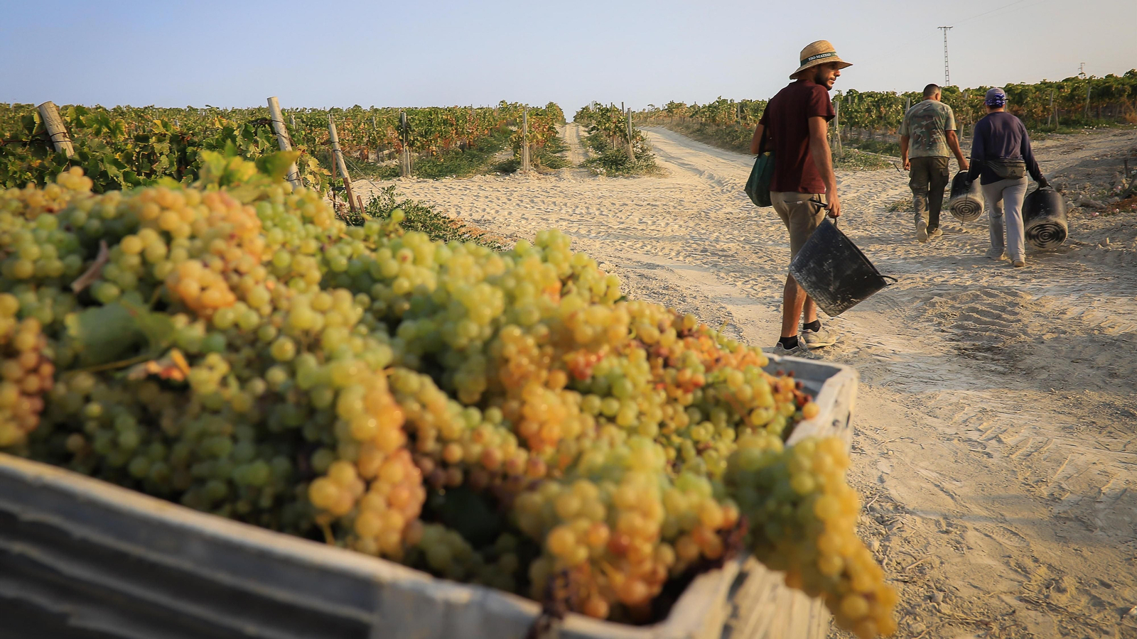 Imágenes de la vendimia de Bodega Estévez