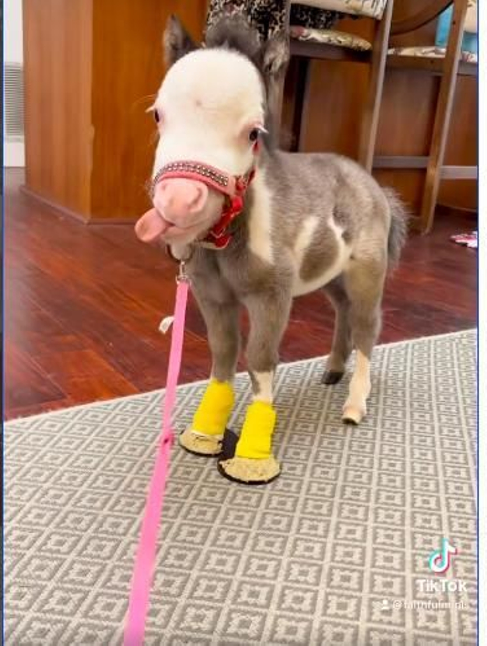 Adopta al caballo más pequeño del mundo y le salva la vida