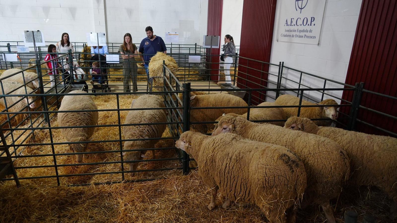 Ovejas en la muestra