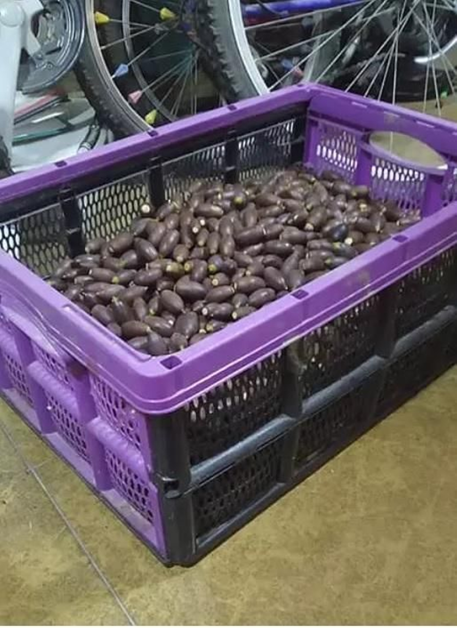 Recogida de bellotas.