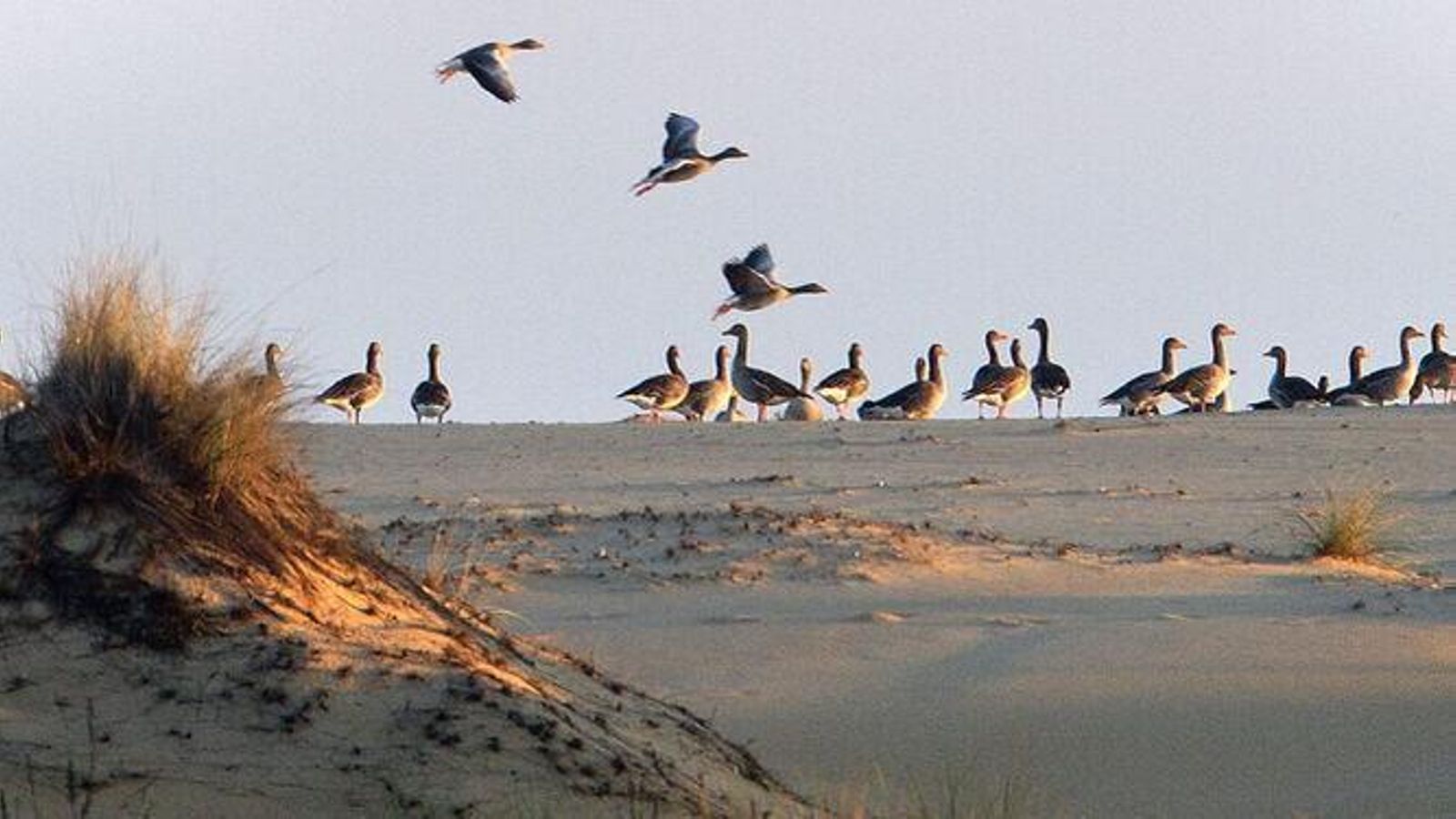 Un grupo de ánsares se reúnen en una duna de Doñana. Un grupo de ánsares se reúnen en una duna de Doñana.