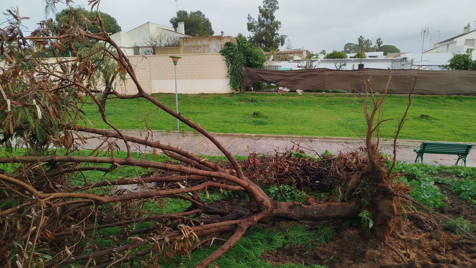 Árbol arrancado por las fuertes rachas de viento.