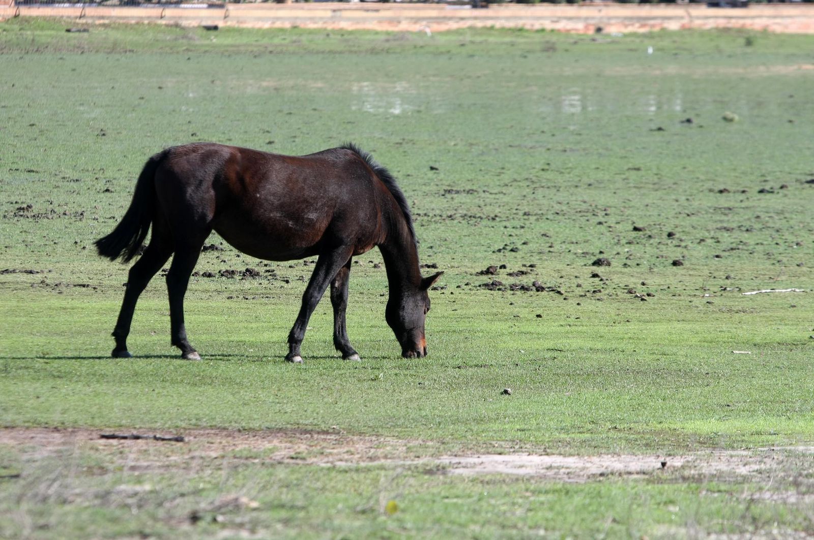 Imágenes de la marisma de El Rocío y de la laguna de El Portil tras las últimas lluvias