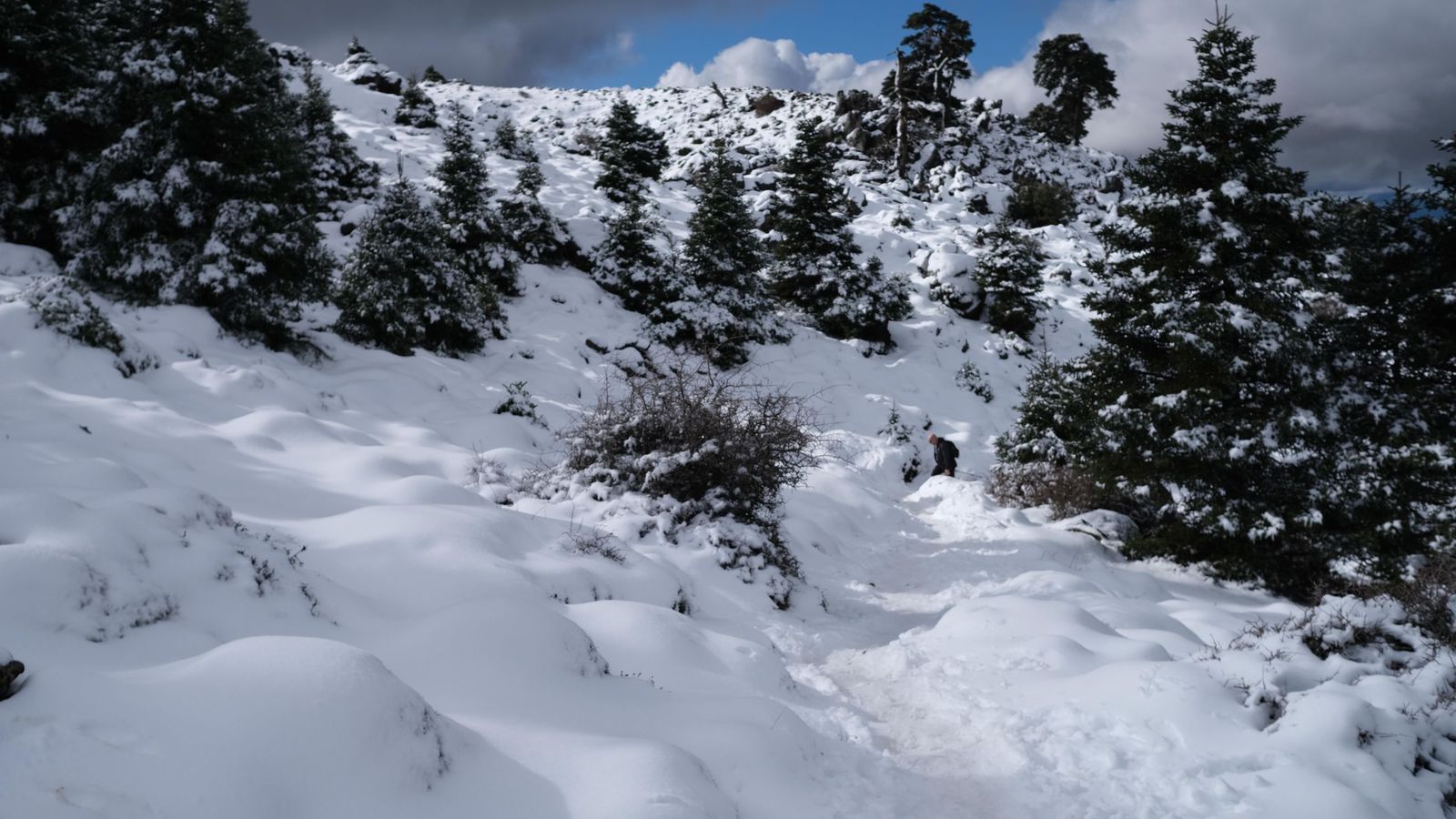 Pinsapares de Ronda en la Cañada del Cuerno