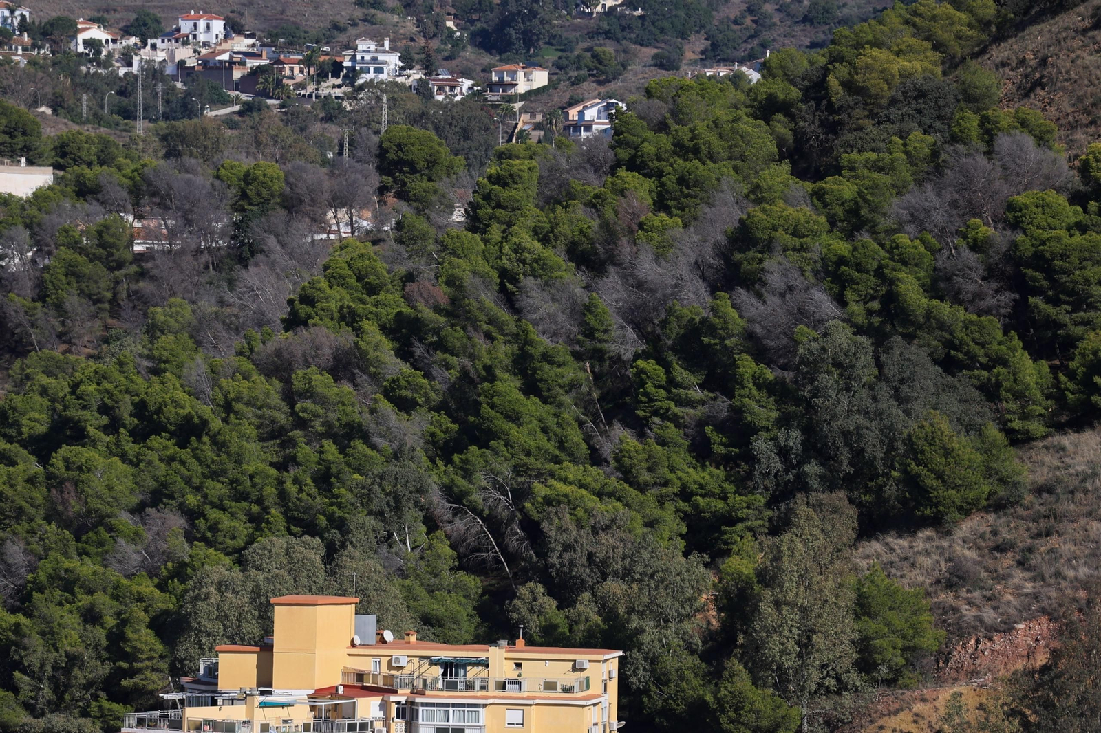 Vista de pinares desde Gibralfaro