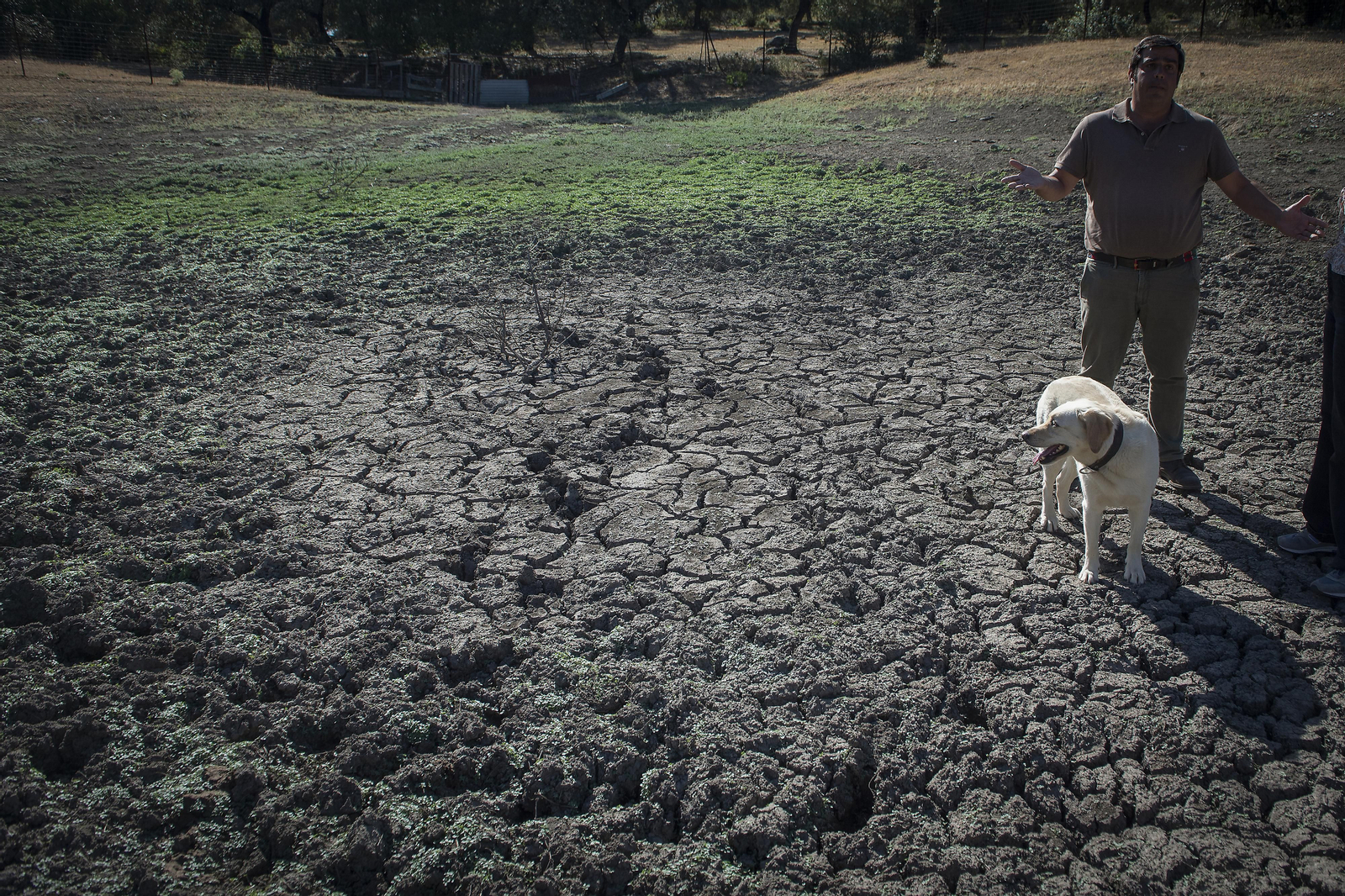 La sequía amenaza a la ganadería de toda Andalucía
