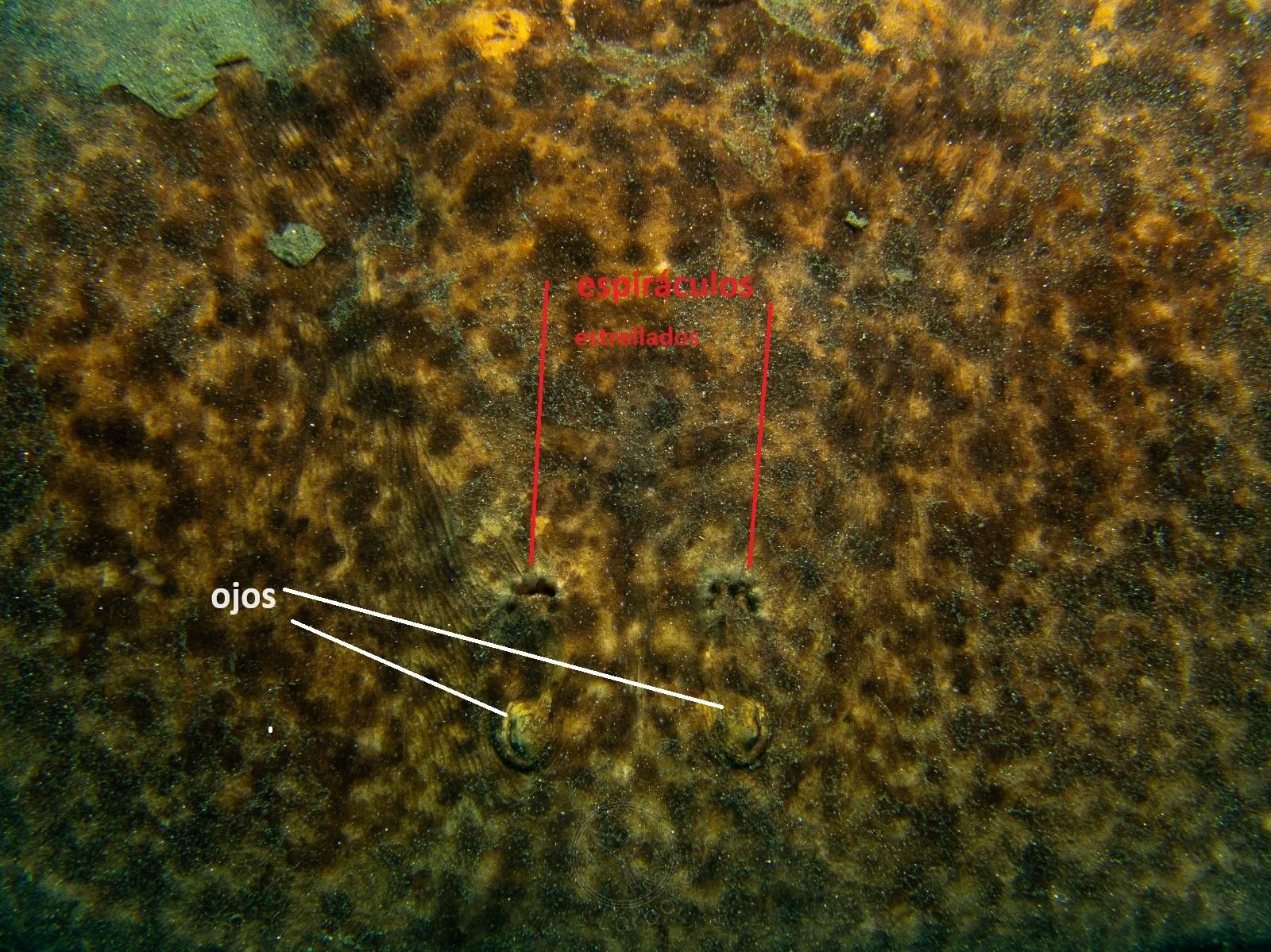 Detalle ojos y espiráculos.