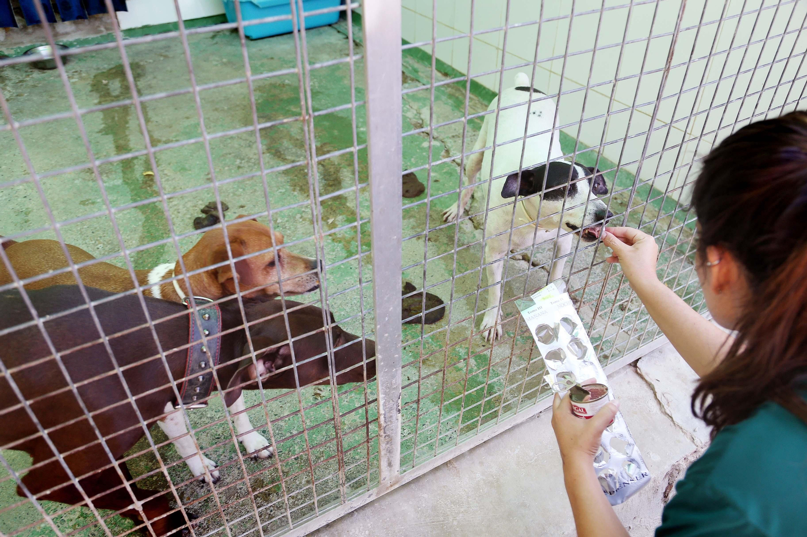 Permitido salir para cuidar animales