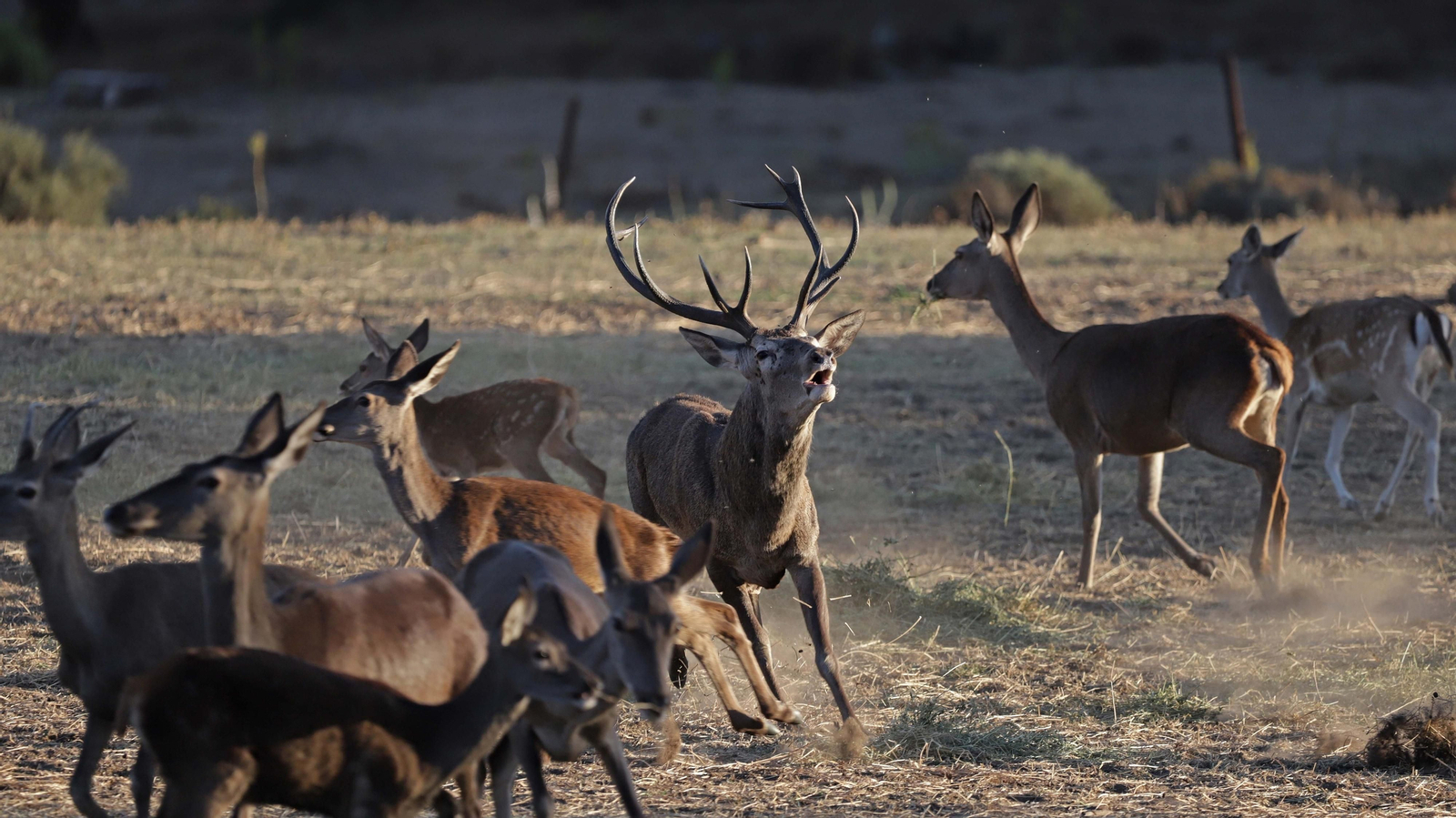Fotos de la berrea en el Parque Natural de Los Alcornocales