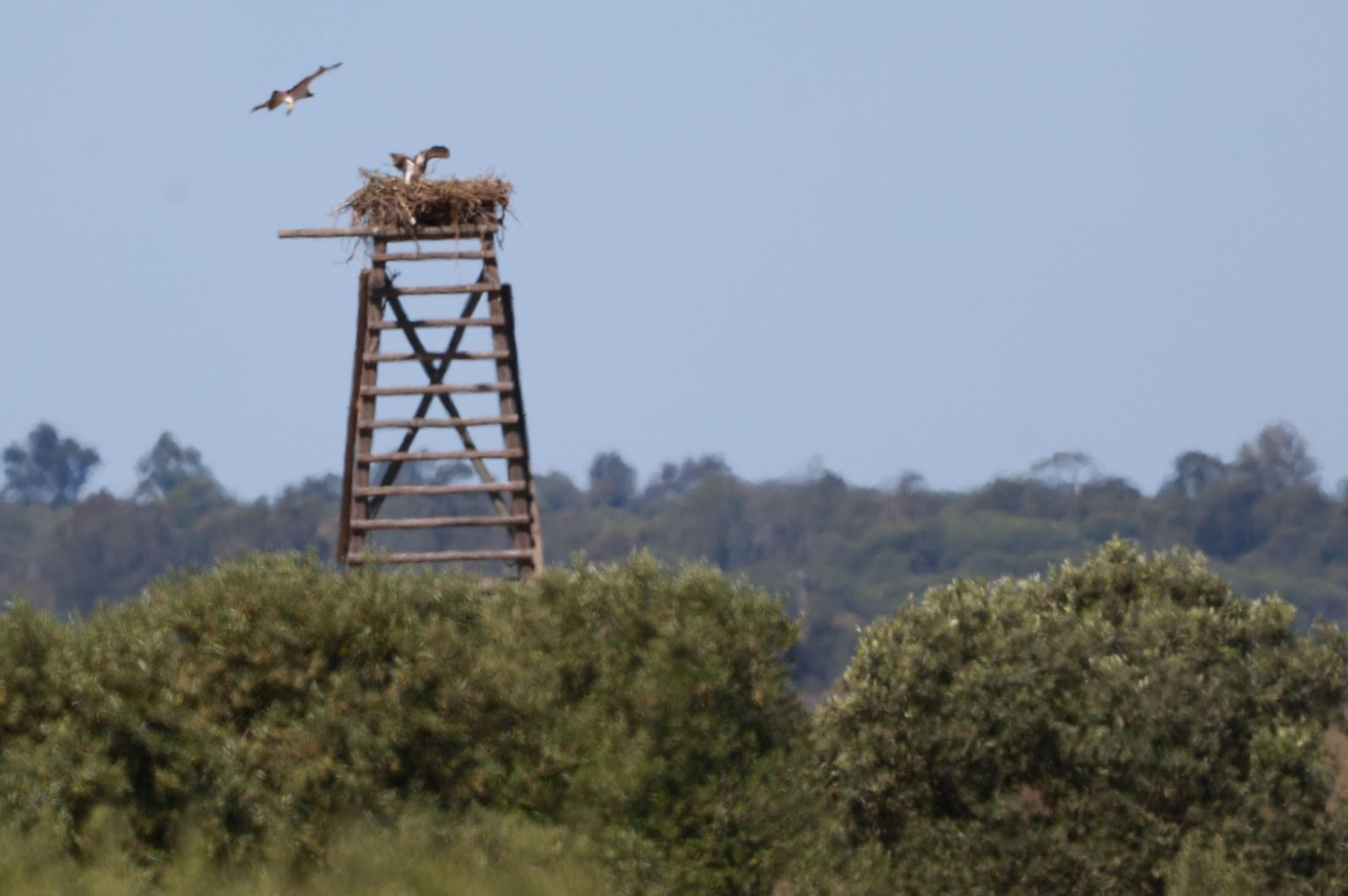Imágenes de Marismas del Odiel, un Paraje Natural en la confluencia de las desembocaduras de los ríos Tinto y Odiel