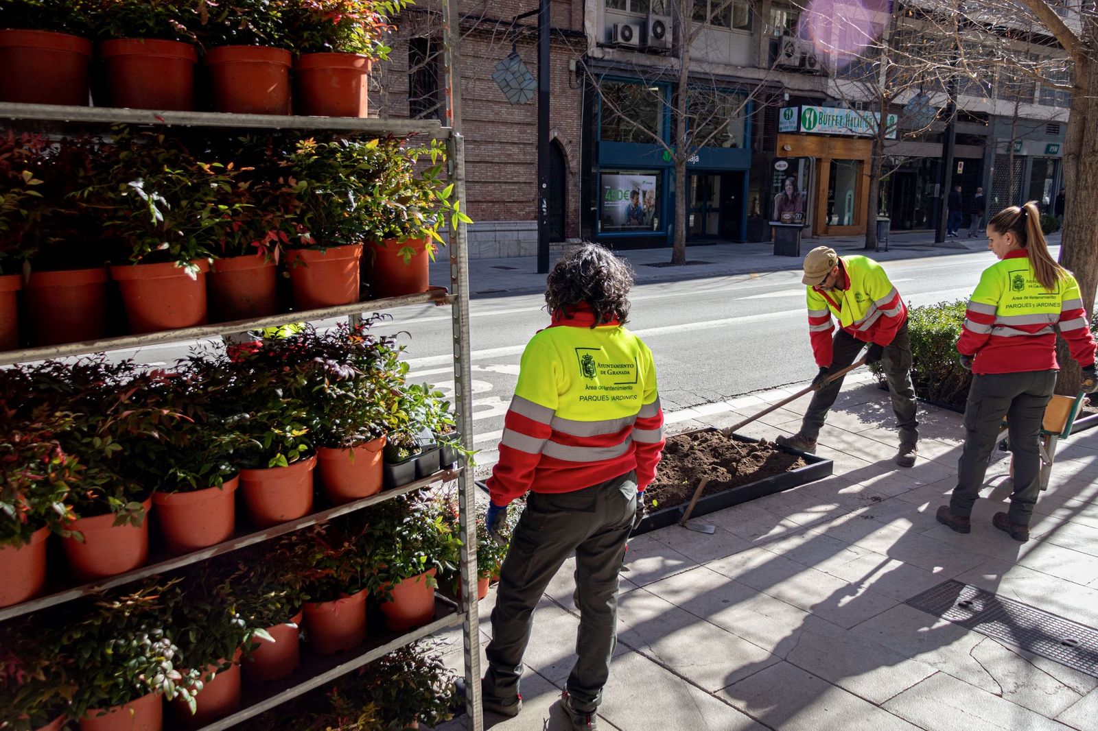 Trabajos de plantación en las renovadas jardineras.