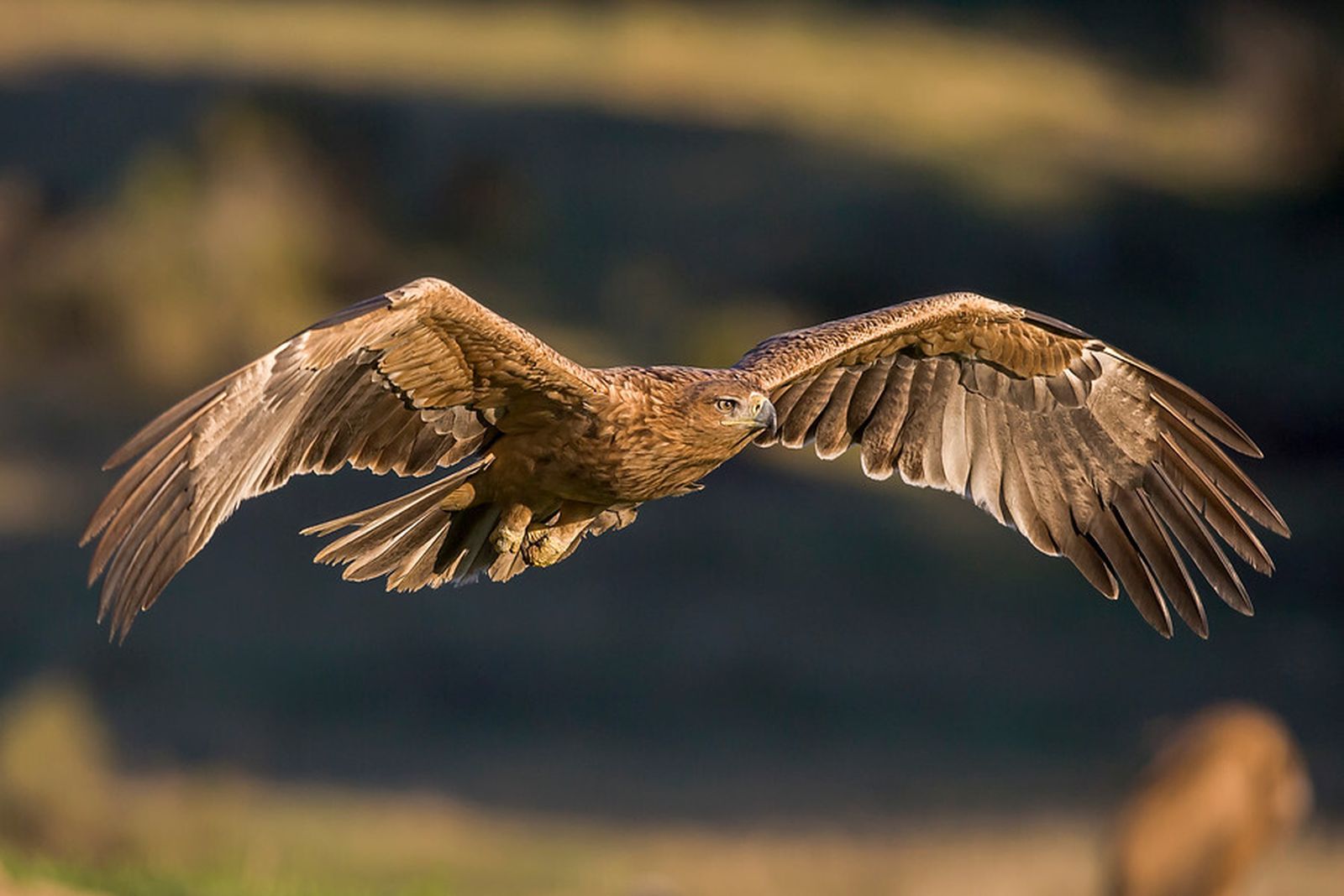 El águila imperial reina en Andalucía