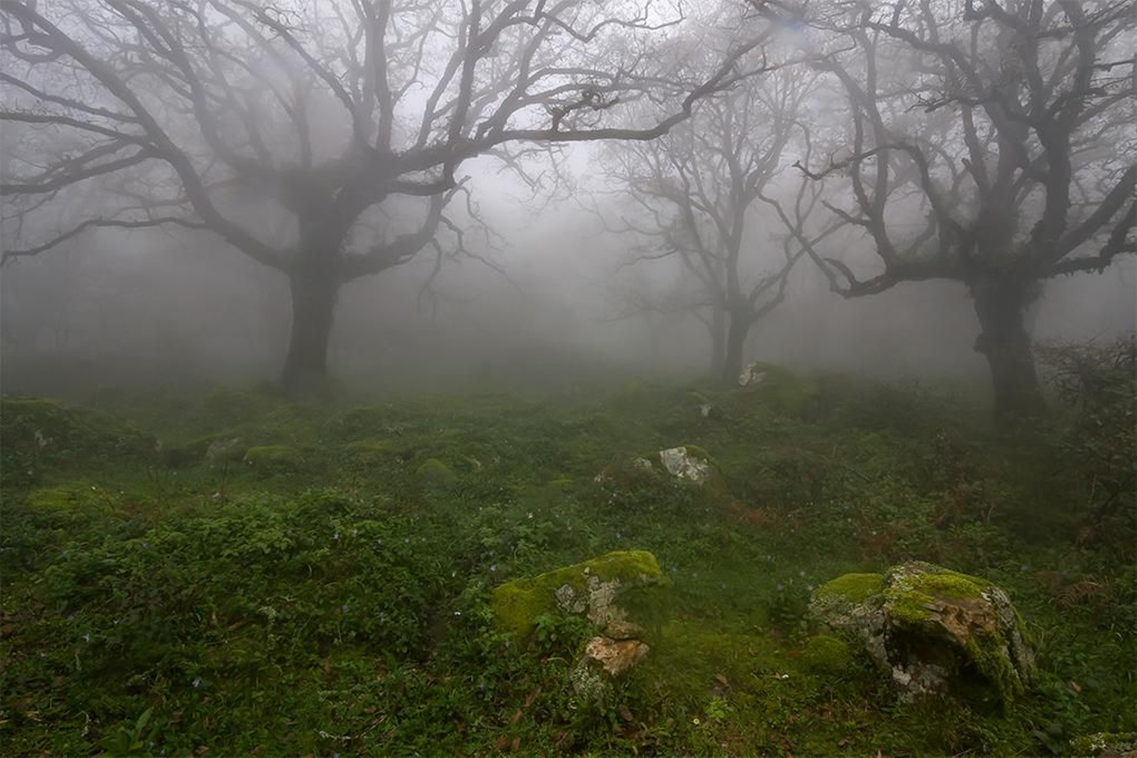 Parque Natural Los Alcornocales