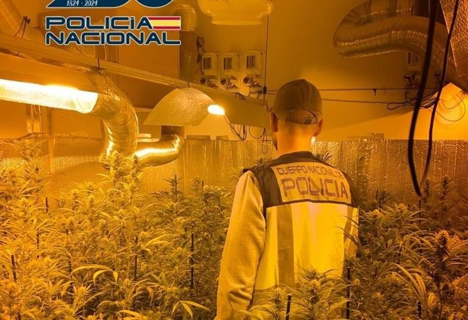 Imagen de una de las plantaciones de marihuana desmanteladas en Jerez por la Policía Nacional