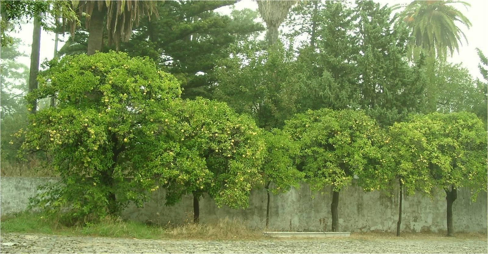 Toronjas en su mejor momento del parque de Cristal antes de 'asalvajarse'.