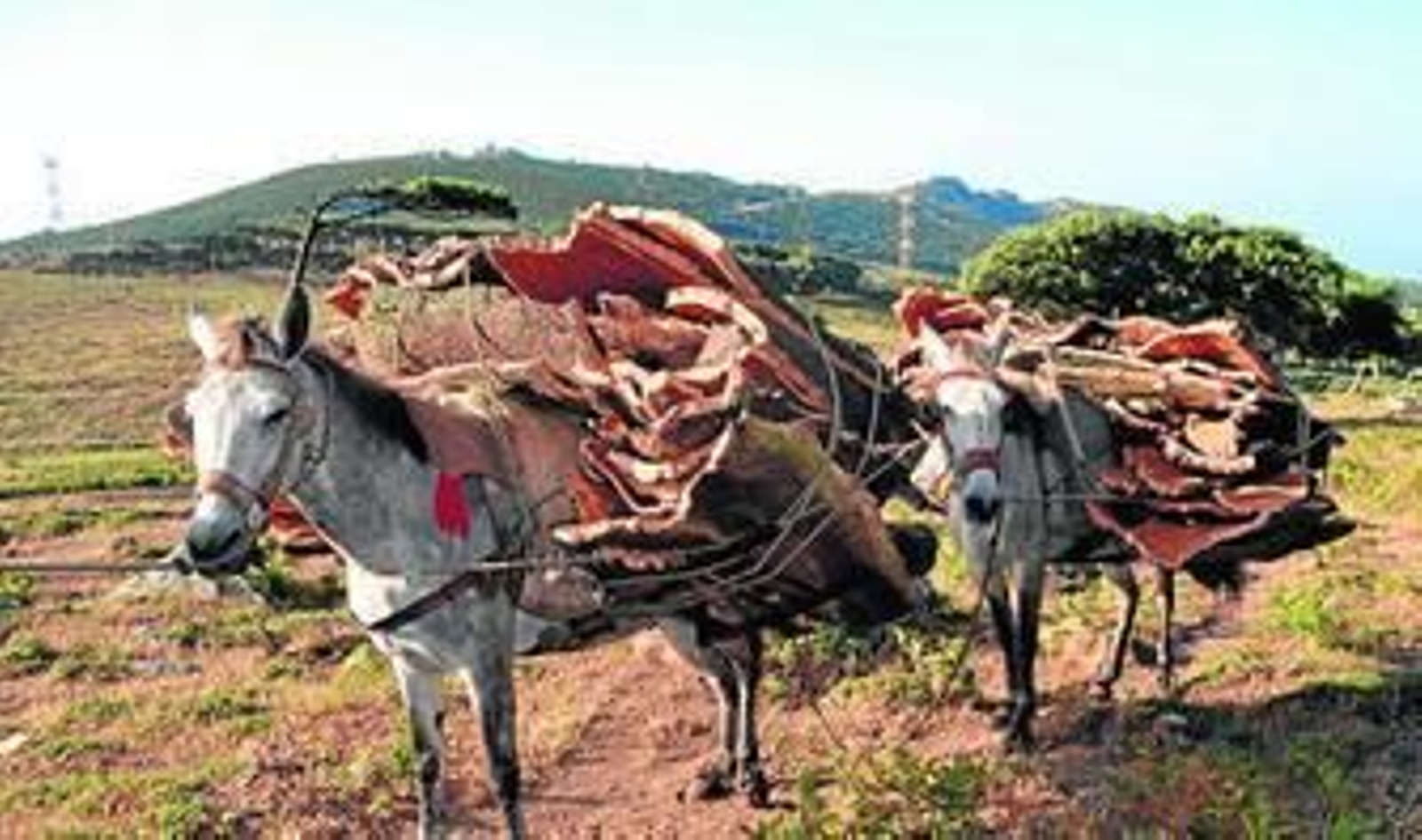 Dos mulas cargan las panas extraídas del monte público La Ahumada.