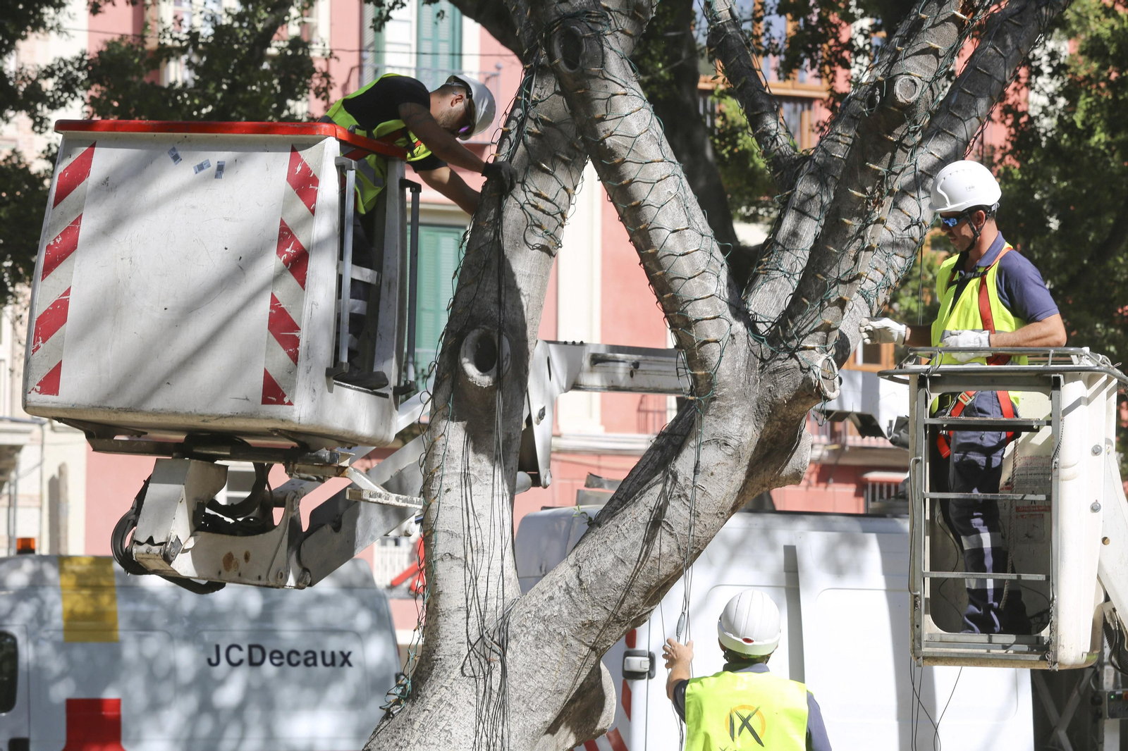 Los operarios empiezan a instalar las luces de Navidad en los árboles de la Alameda.