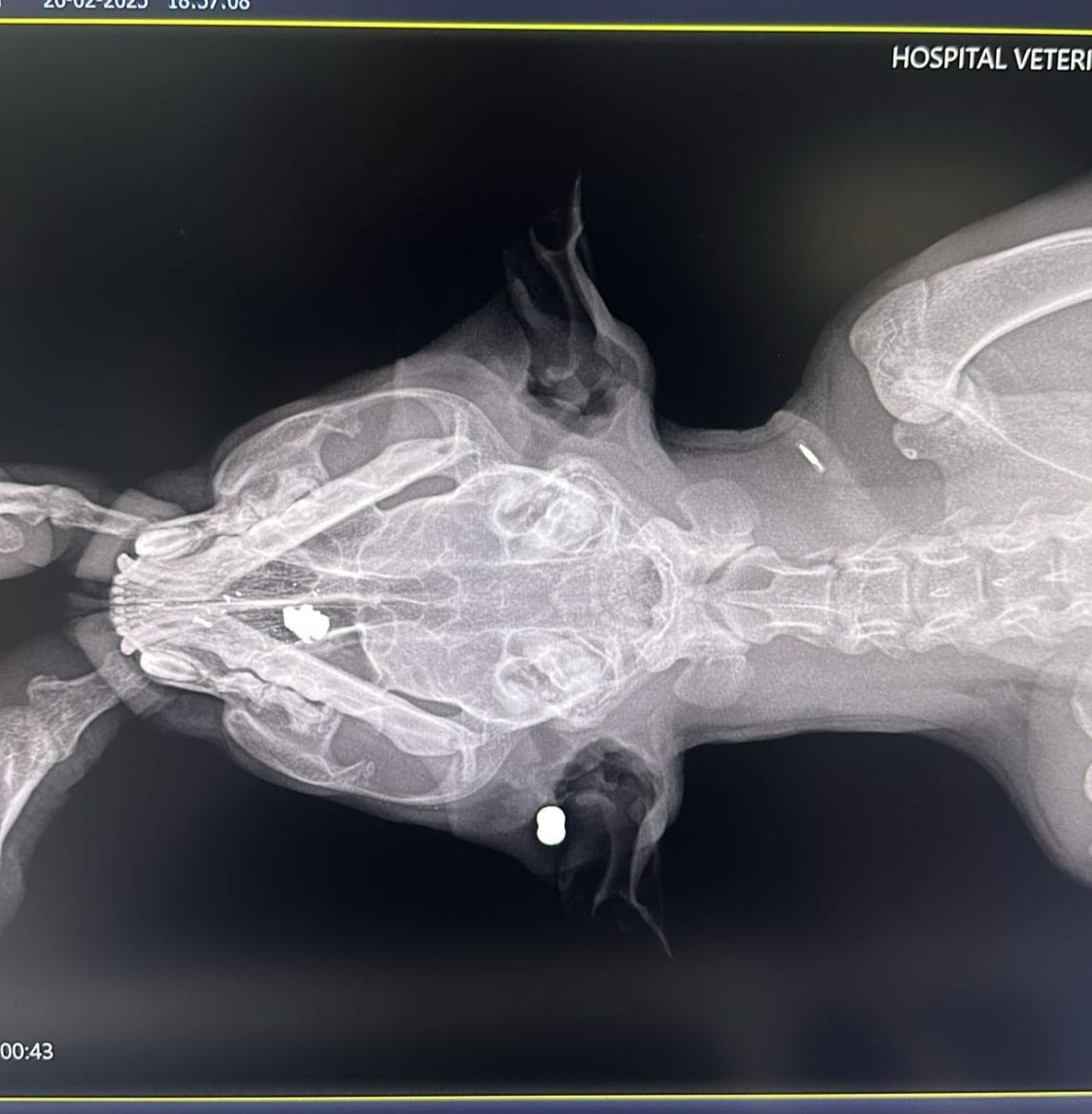 Radiografía que refleja los disparos sufridos por el animal.