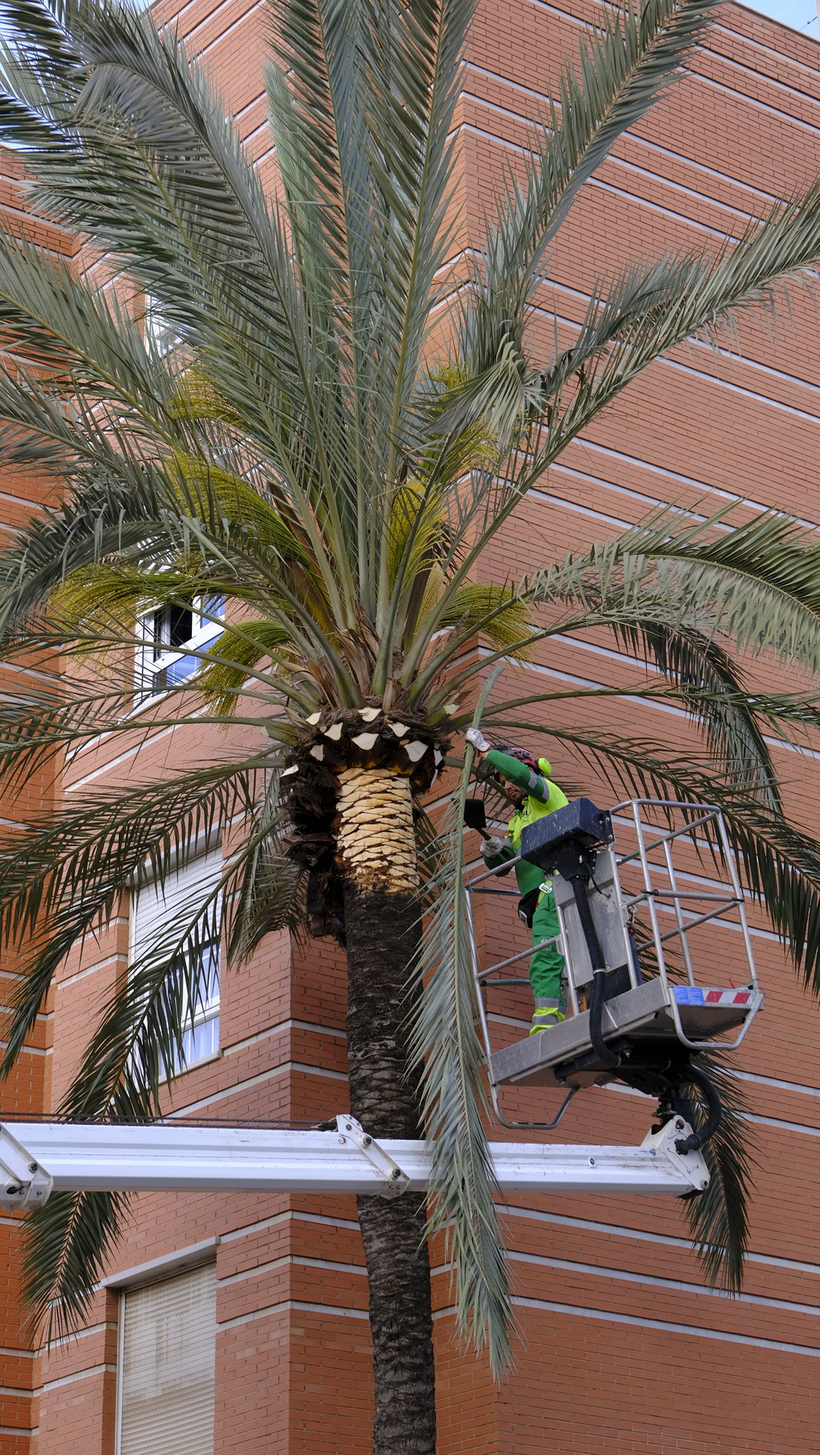Fotogalería de la poda e inspección de las palmeras de la Avenida Cabo de Gata. Almería.